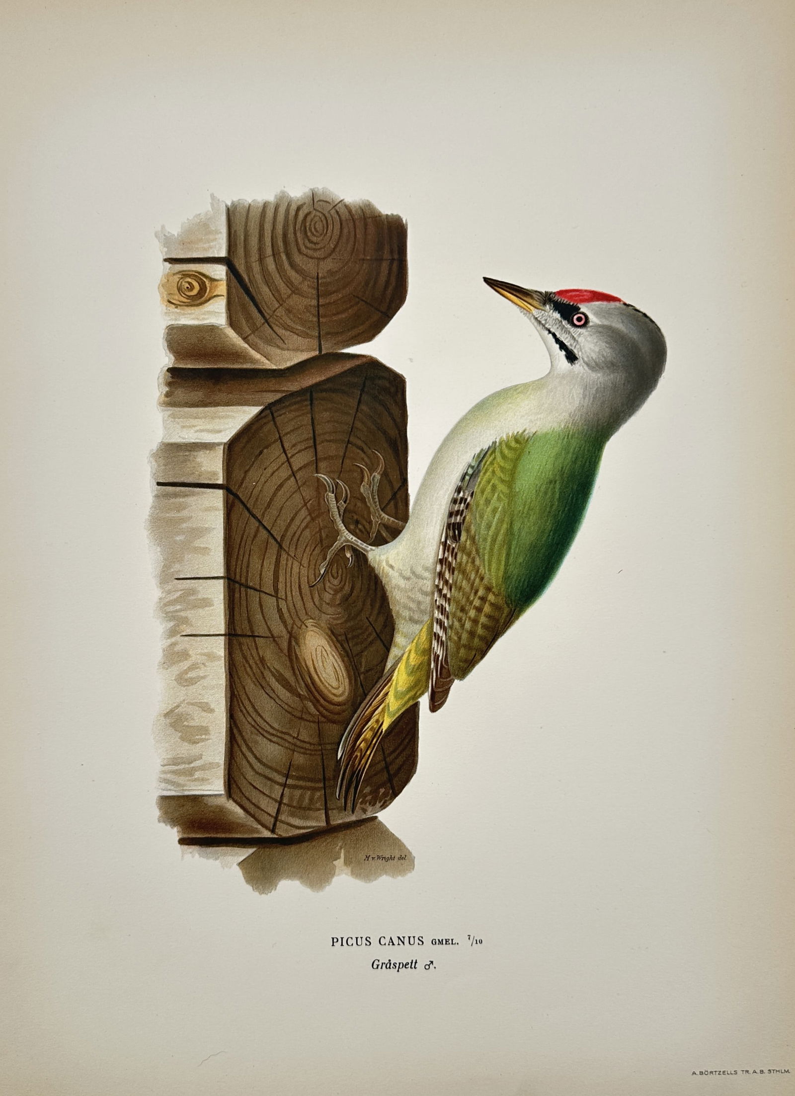 Magnus von Wright (1805–1868), after – Grey-headed Woodpecker on Tree Trunk (1 of 2)