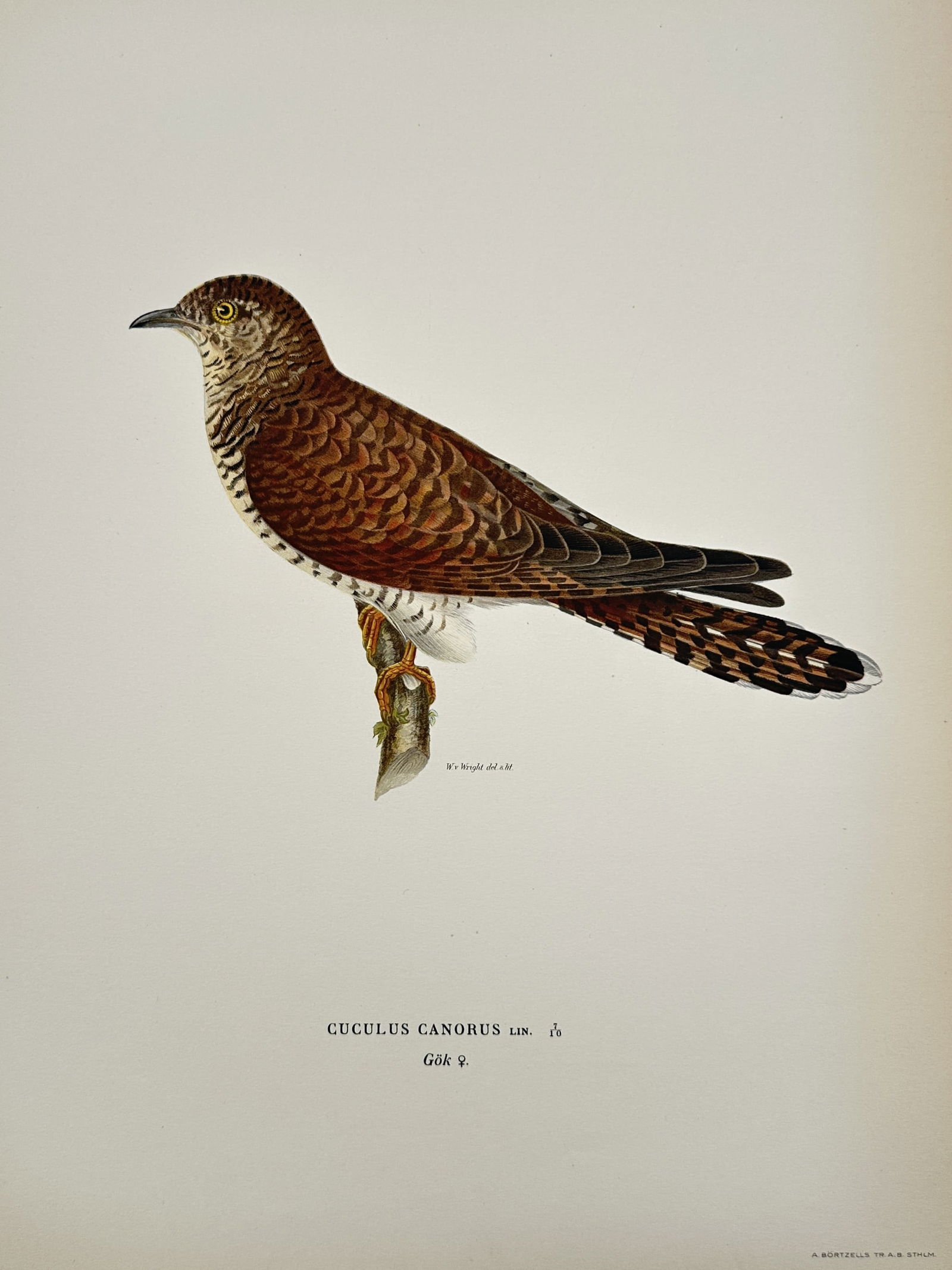 Magnus von Wright (1805-1868) – Cuckoo – Chromolithograph (1920s): "Cuculus canorus" depicts a female cuckoo perched on a branch. This work is a natural history illustration from a series documenting avian species. Magnus von Wright was a Finnish painter and ornithol