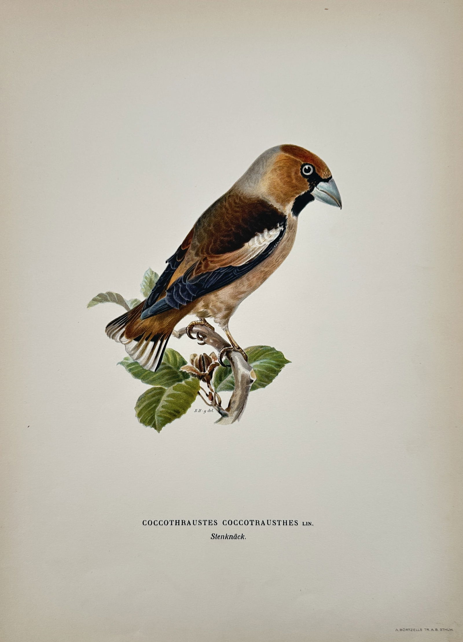 Magnus von Wright (1805-1868) – Hawfinch – Chromolithograph (1920s) (1 of 2)