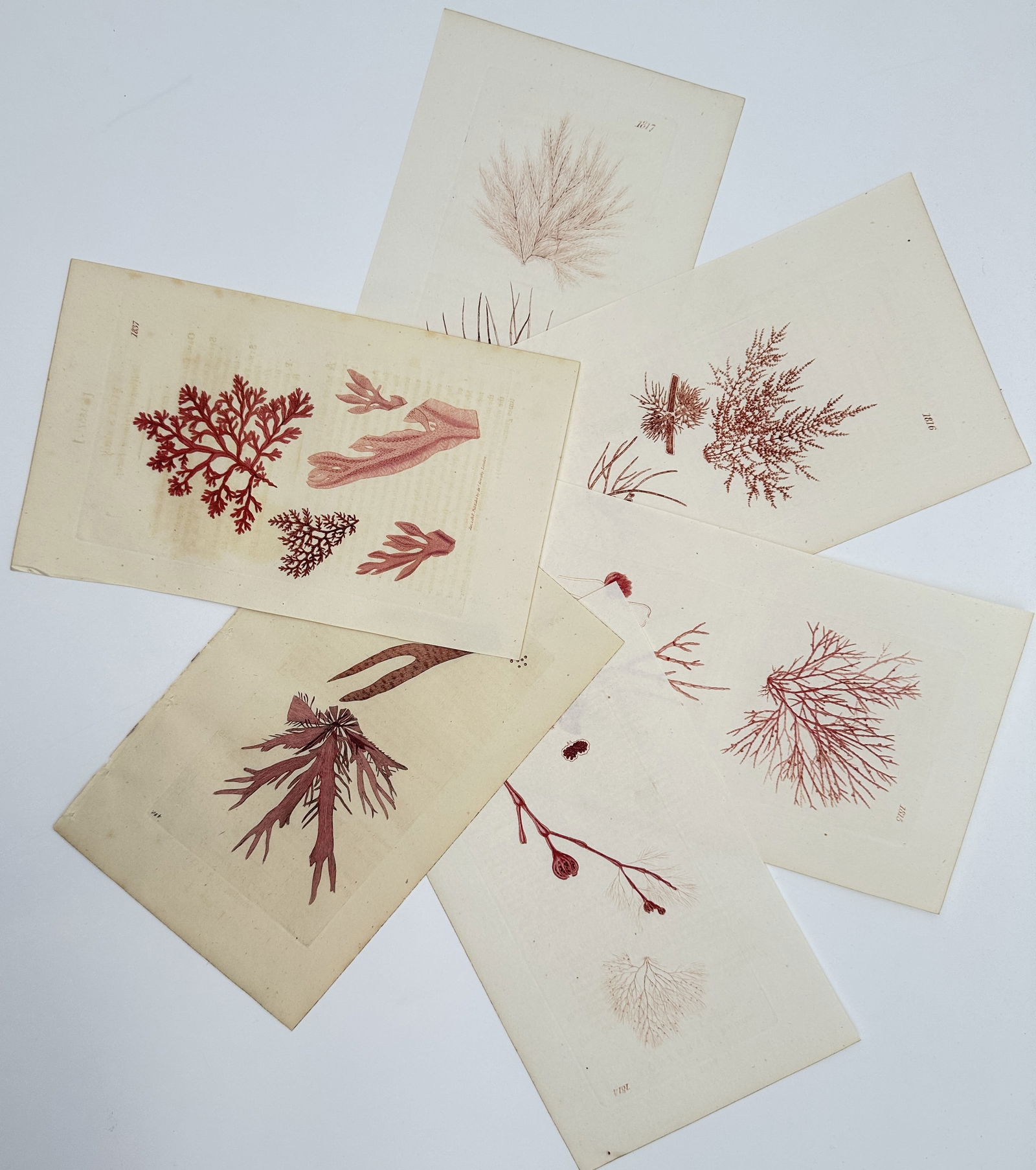 James Sowerby – Set of 6: Botanical Studies of Red Algae – Hand-coloured copper engraving (1 of 2)