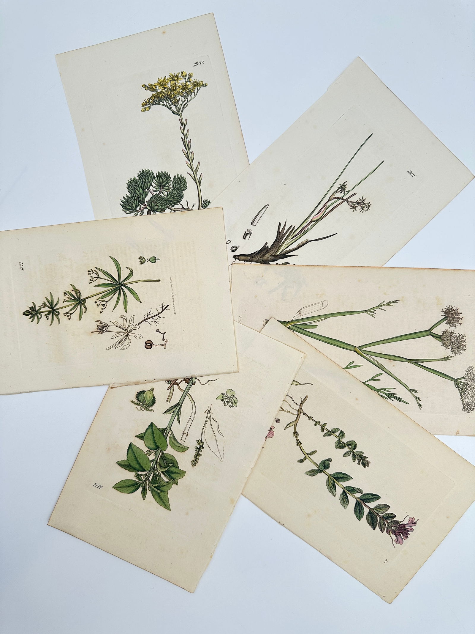 James Sowerby – Set of 6: Botanical Studies of Wildflowers and Succulents (1 of 2)