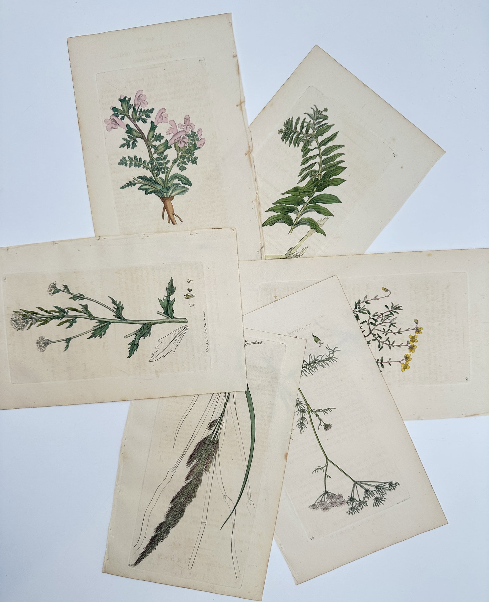 James Sowerby – Set of 6: Botanical Studies of Wildflowers and Grasses – Hand-coloured copper (1 of 2)