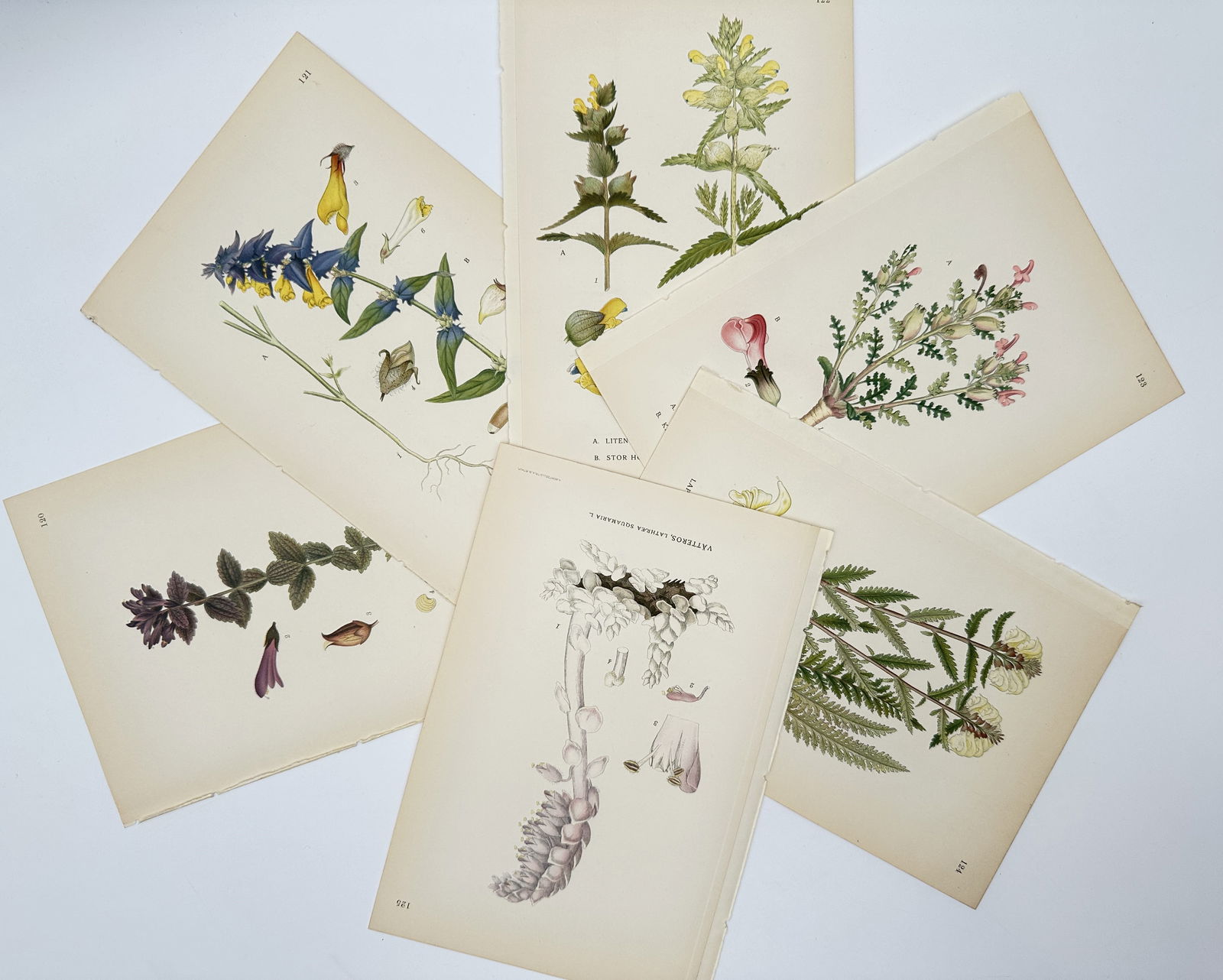 Carl Lindman – Set of 6: Botanical Studies of Labiates and Parasitic Plants – Lithograph (1 of 2)