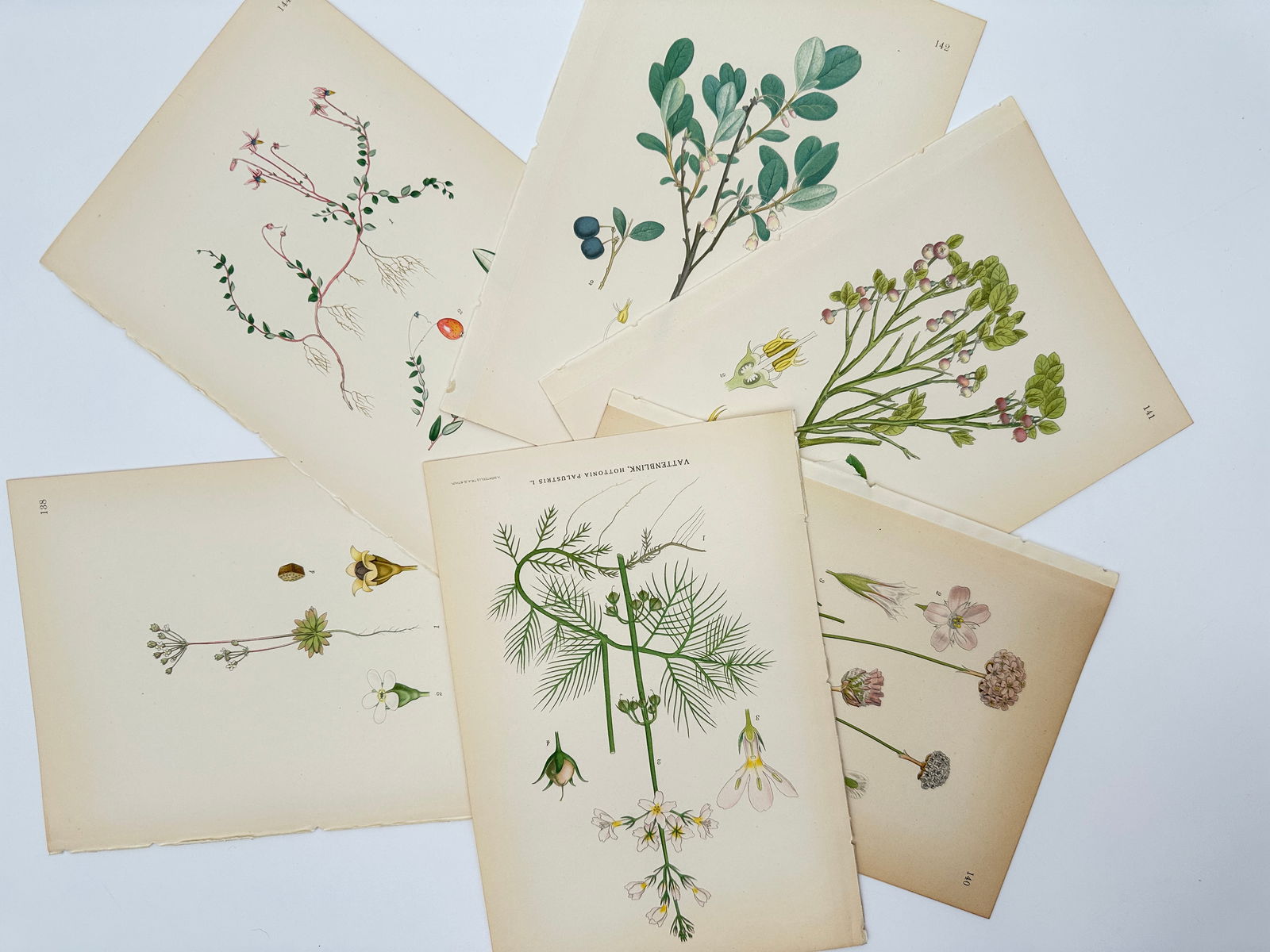 Carl Lindman – Set of 6: Botanical Studies of Heathers and Bog Plants – Lithograph (20th (1 of 2)