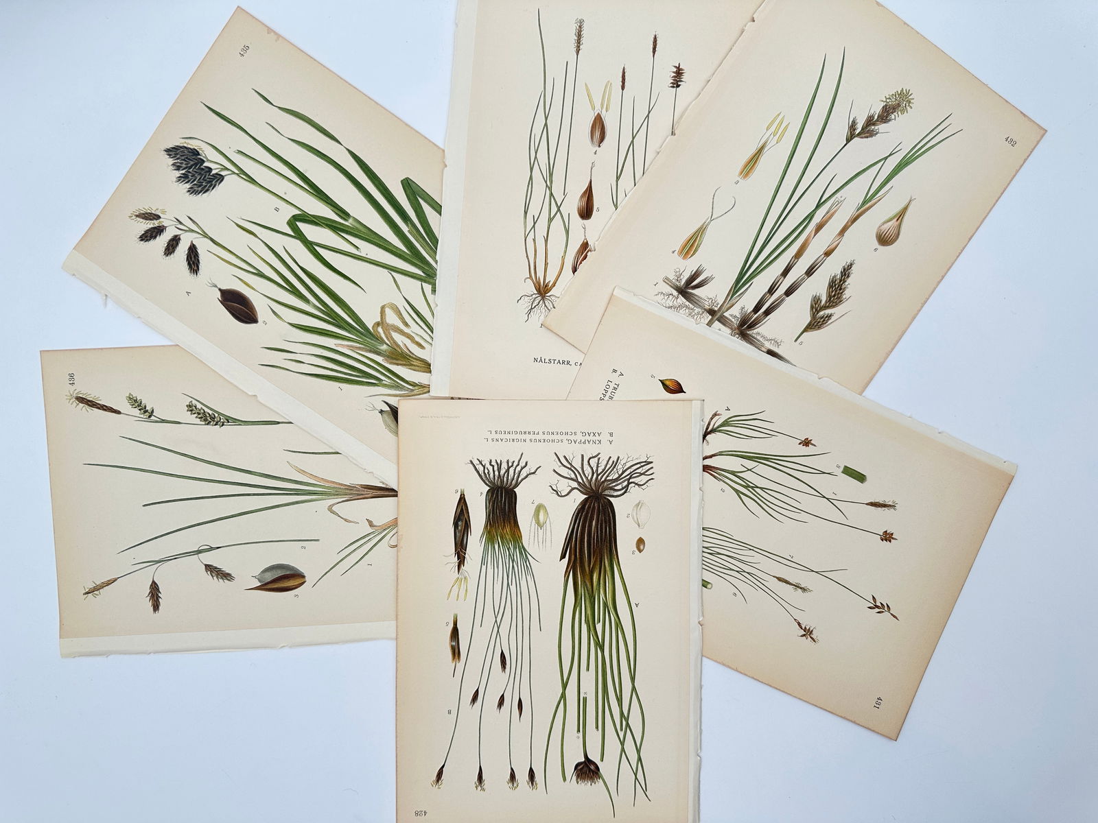 Carl Lindman – Set of 6: Botanical Studies of Sedges and Marsh Rushes – Lithograph (1 of 2)