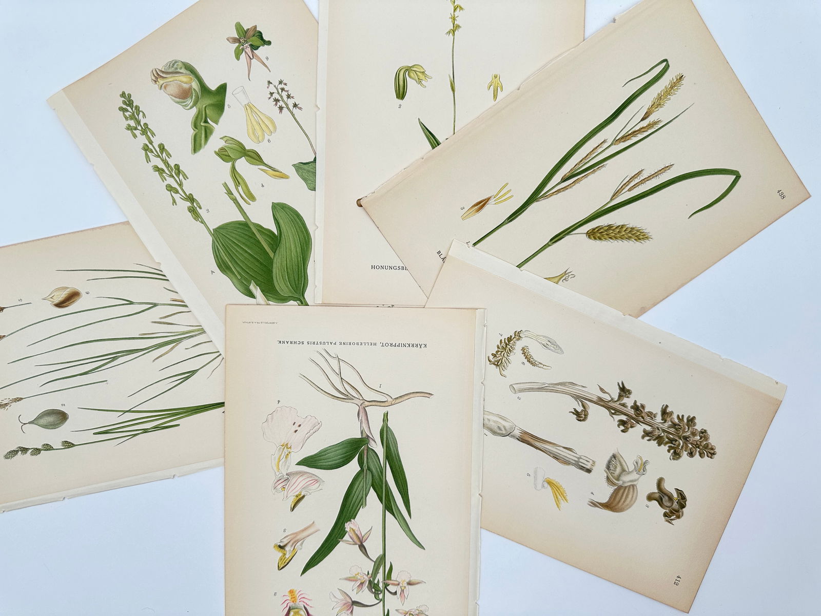 Carl Lindman – Set of 6: Botanical Studies of Orchids and Field Grasses – Lithograph (1 of 2)