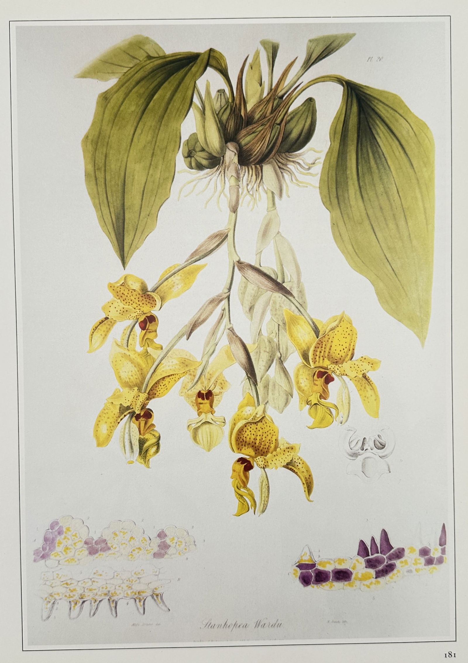 Nathaniel Wallich (1786–1854), after – Stanhopea Wardii – Offset print (20th Century): "Stanhopea Wardii" depicts a pendulous orchid with several large, yellow, spotted blossoms hanging from a bulbous root system with broad green leaves. This offset print is a botanical illustration bas