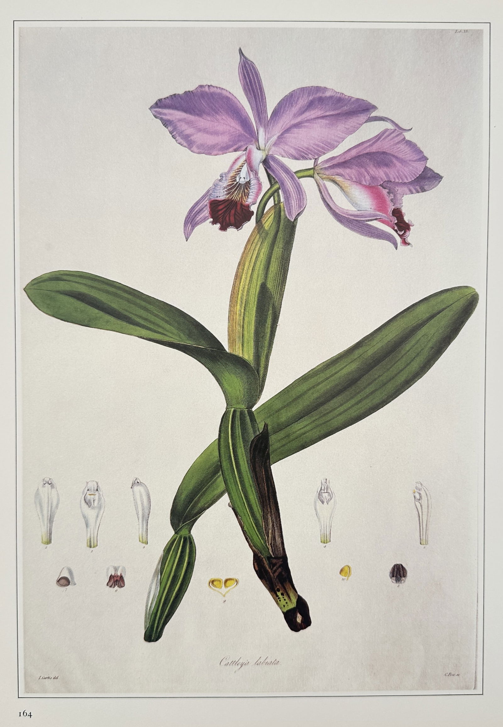 Pierre-Joseph Redouté (1759–1840), after – Cattleya labiata – Offset print (20th Century): "Cattleya labiata" illustrates a prominent orchid featuring two large pink and purple blossoms with dark, fringed labella. The composition includes several small anatomical studies of the flower's col