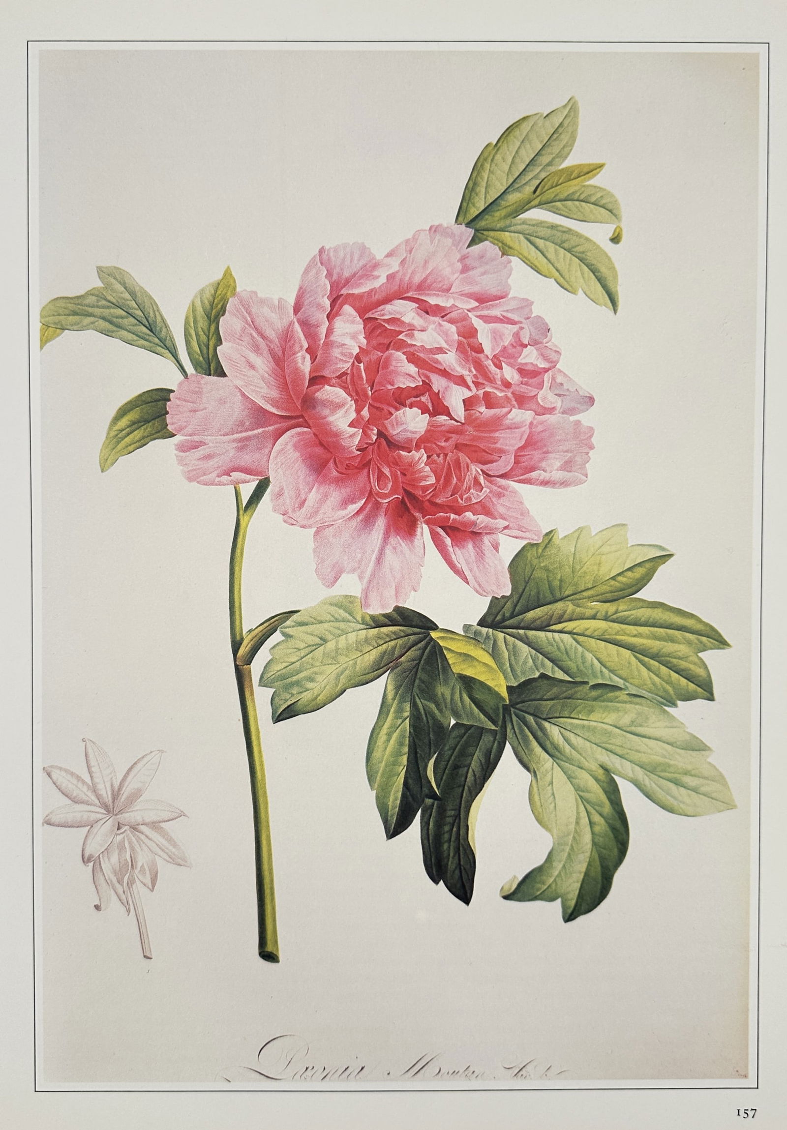 Pierre-Joseph Redouté (1759–1840), after – Musa paradisiaca – Offset print (20th Century) (1 of 1)