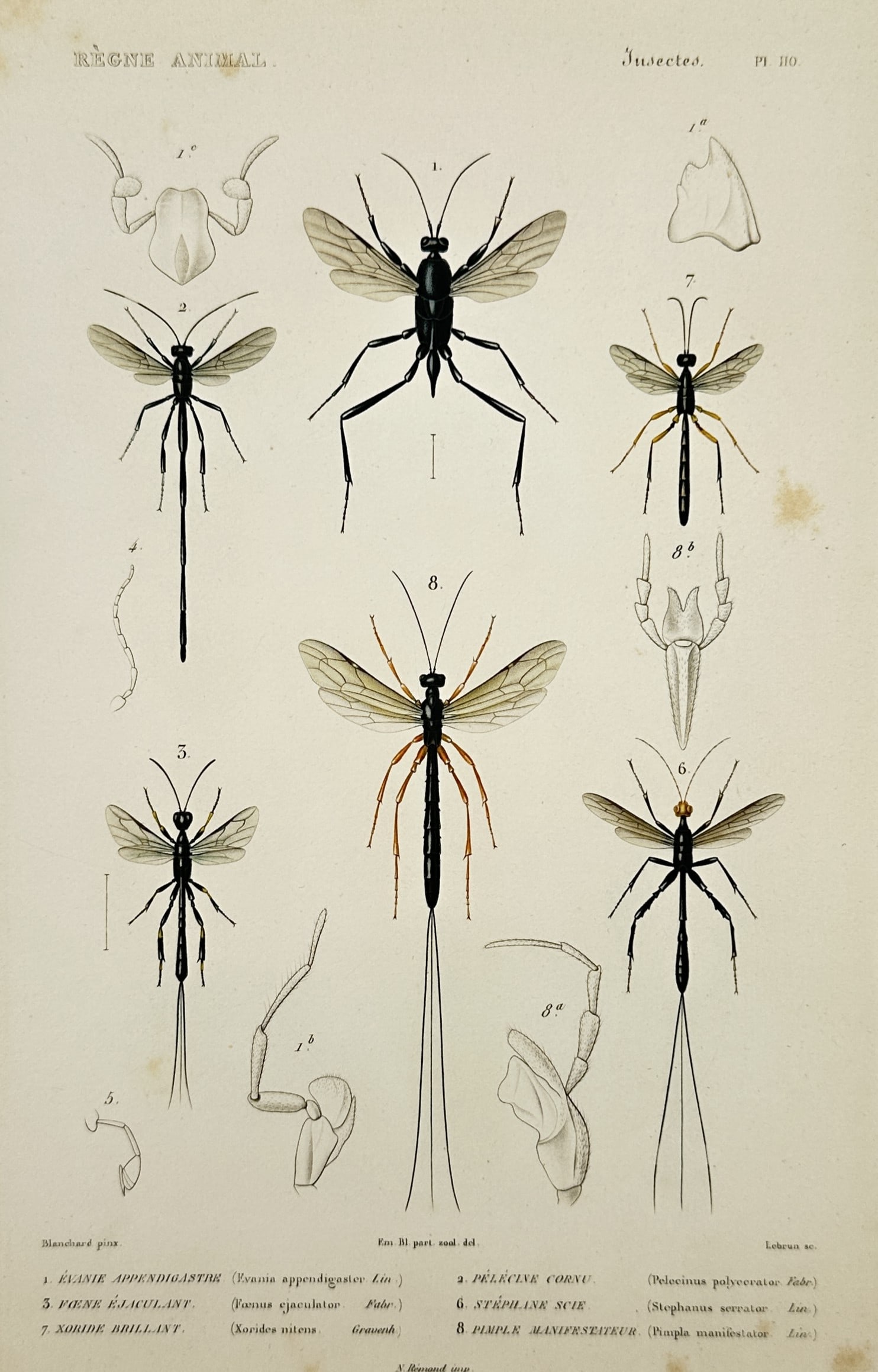 Georges Cuvier (1769–1832) – Entomological Studies of Ichneumon Wasps and Evaniidae (1 of 2)