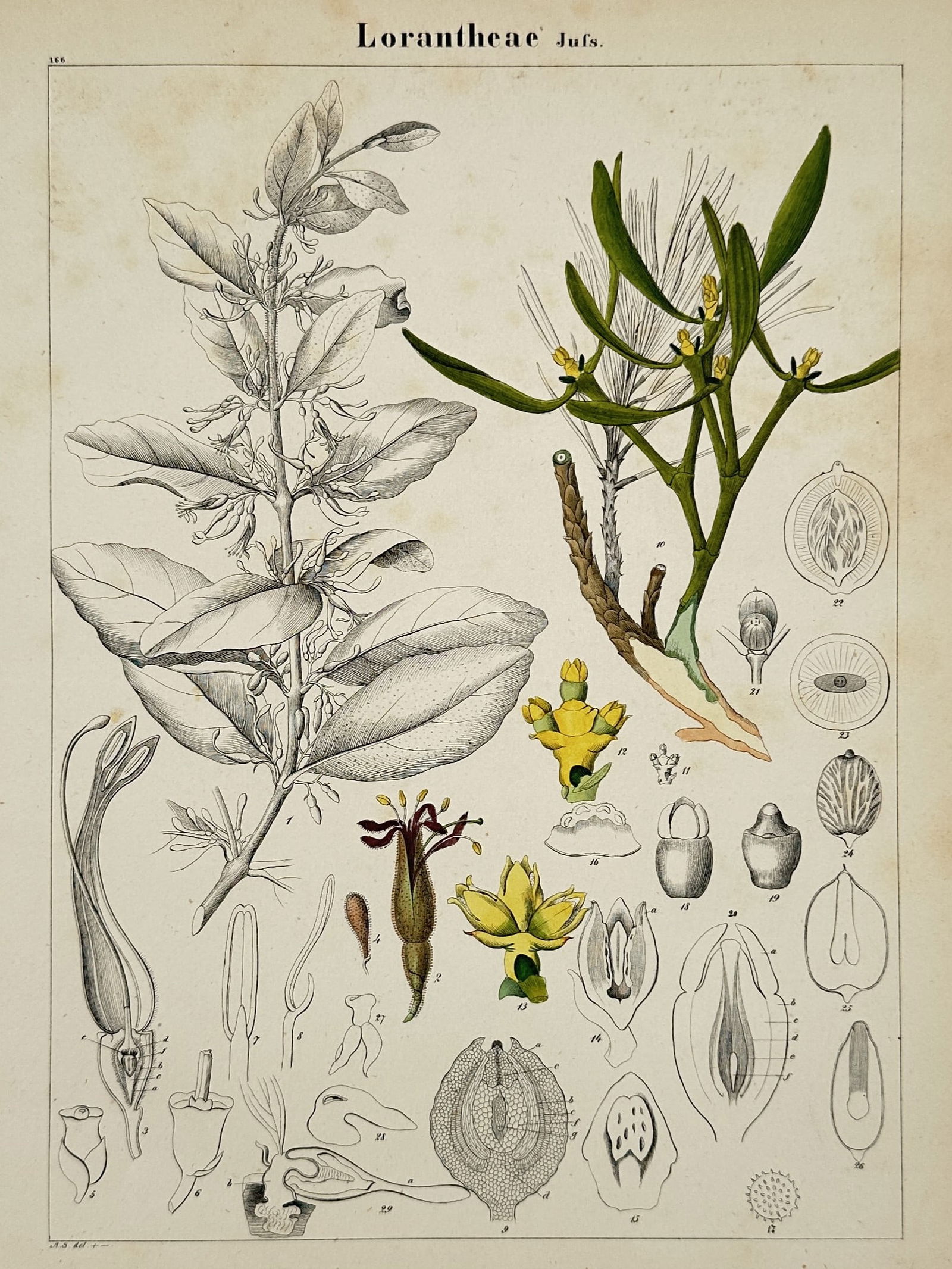 Adalbert Schnizlein (1814–1868) – Botanical Study of Lorantheae – Hand-coloured lithograph (1 of 2)