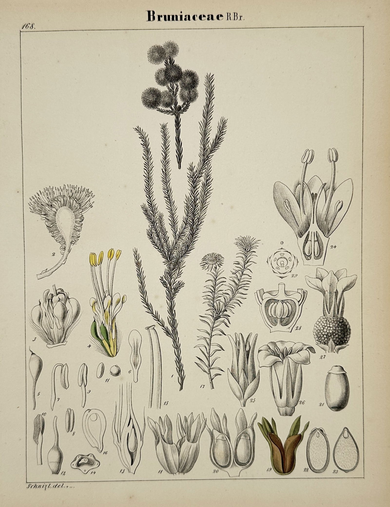 Adalbert Schnizlein (1814–1868) – Botanical Study of Bruniaceae – Hand-coloured lithograph (1 of 2)