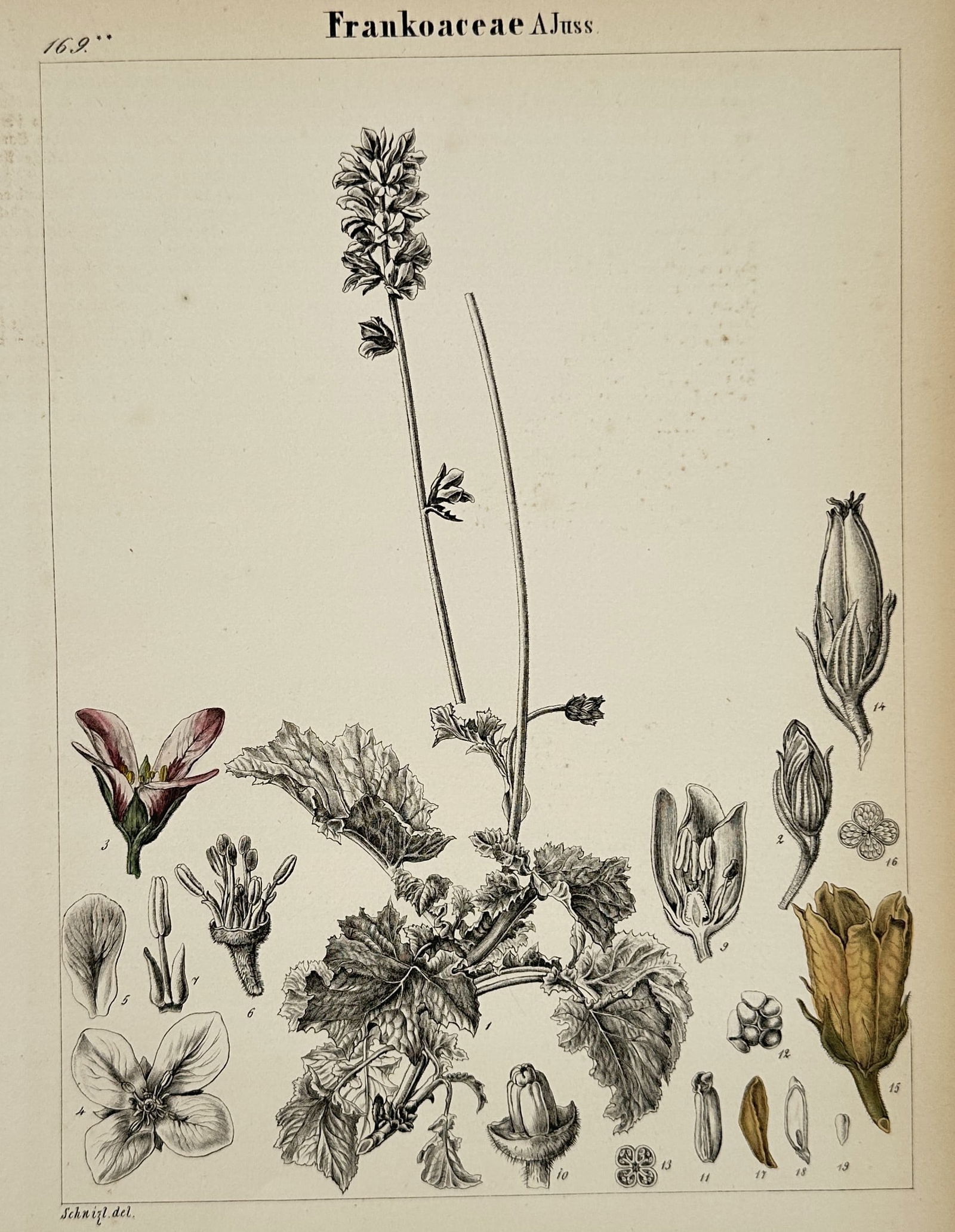 Adalbert Schnizlein (1814–1868) – Botanical Study of Francoaceae – Hand-coloured lithograph (1 of 2)