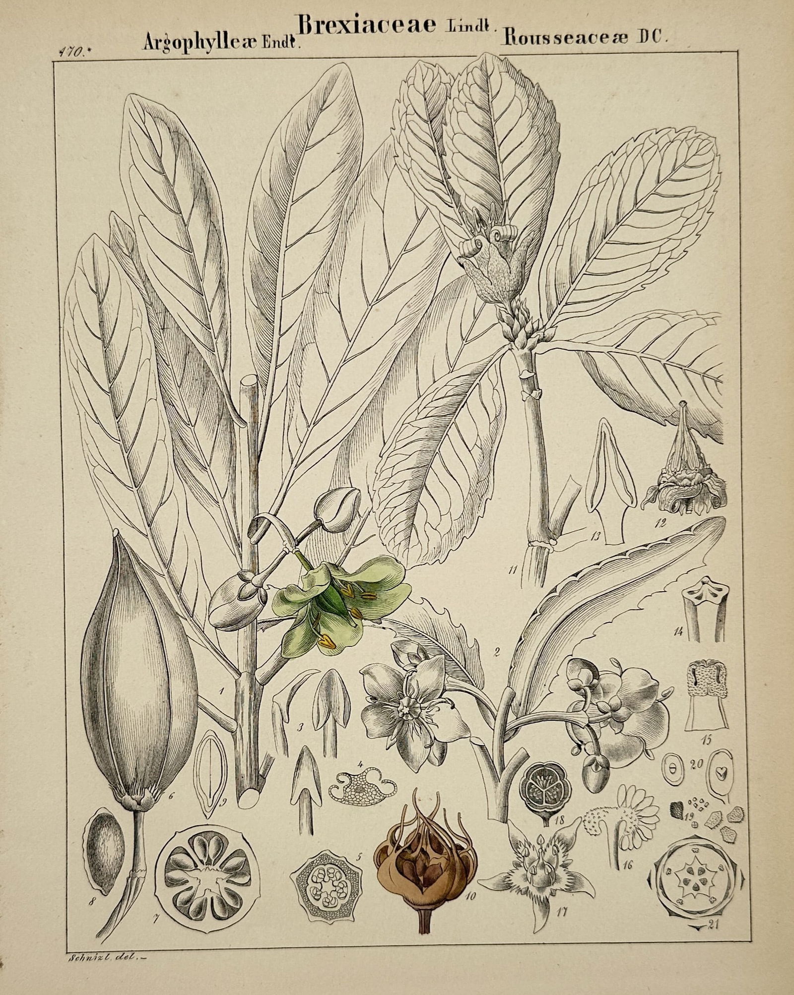 Adalbert Schnizlein (1814–1868) – Botanical Study of Brexiaceae, Argophylleae, and Rousseaceae (1 of 2)