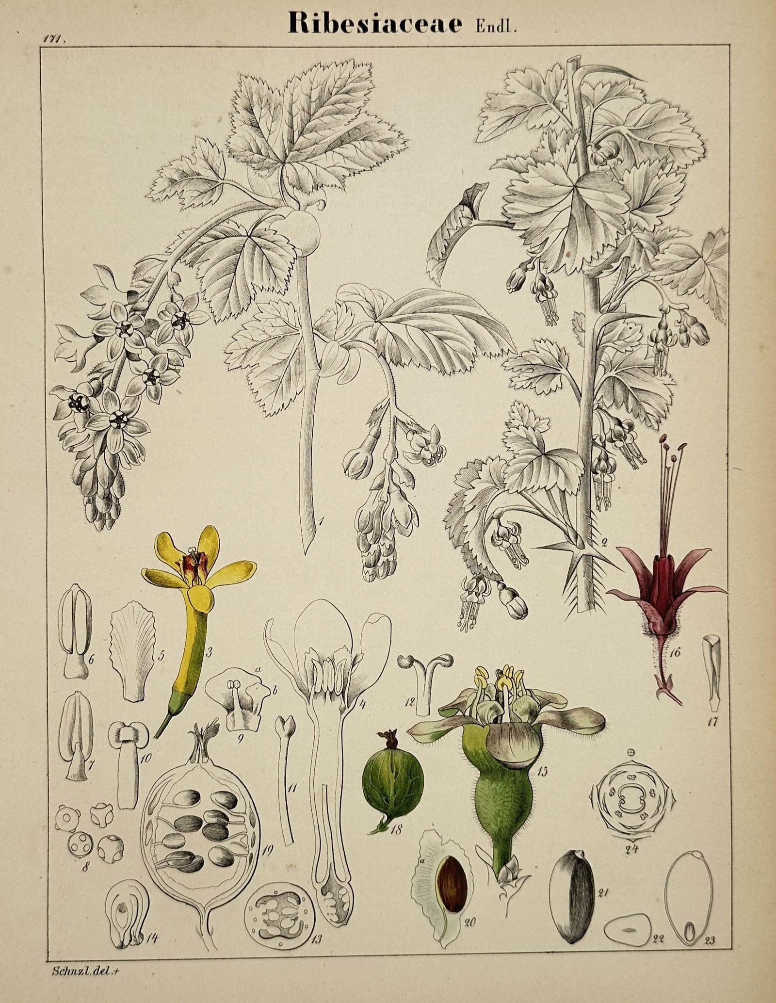 Adalbert Schnizlein (1814–1868) – Botanical Study of Ribesiaceae – Hand-coloured lithograph (1 of 2)