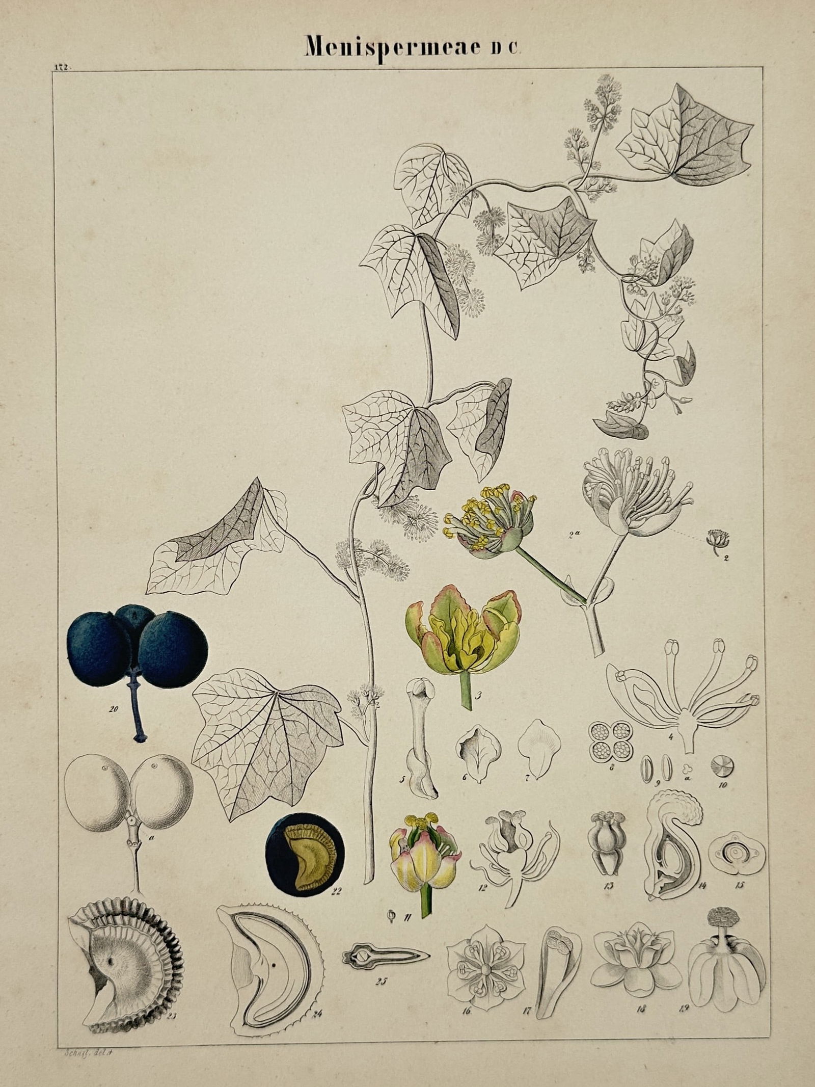 Adalbert Schnizlein (1814–1868) – Botanical Study of Menispermeae – Hand-coloured lithograph (1 of 2)