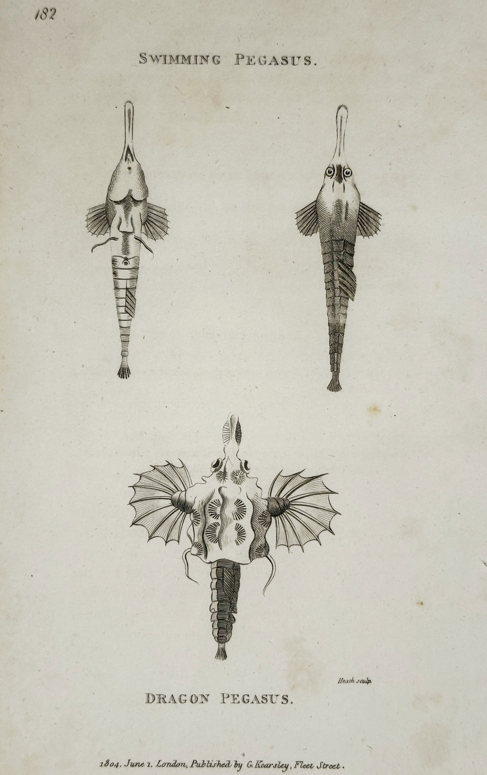 George Shaw (1751–1813) – Study of Seamoths: Swimming Pegasus and Dragon Pegasus (1 of 2)
