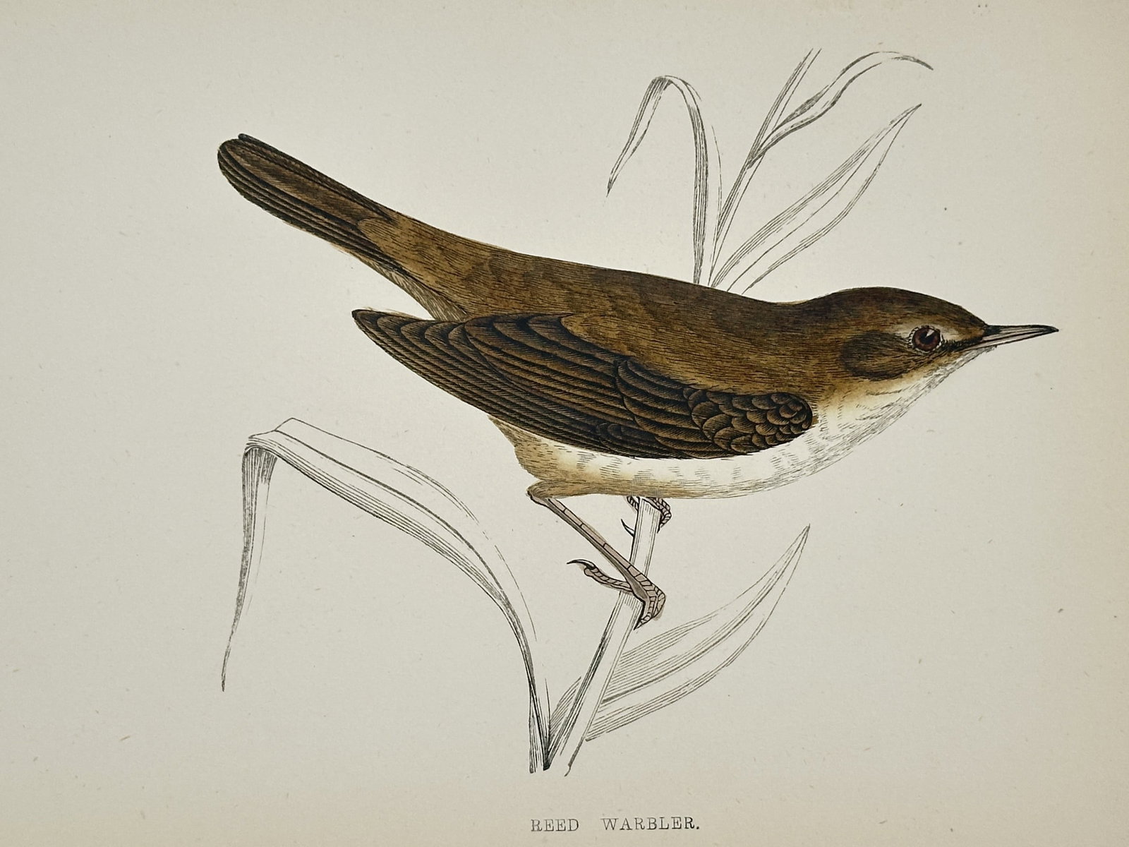 Francis Orpen Morris (1810–1893) – Reed Warbler – Hand-coloured wood engraving: "Reed Warbler" illustrates a single songbird perched on a blade of marsh grass, highlighting its characteristic warm brown upperparts and pale underparts. This hand-coloured wood engraving is from the