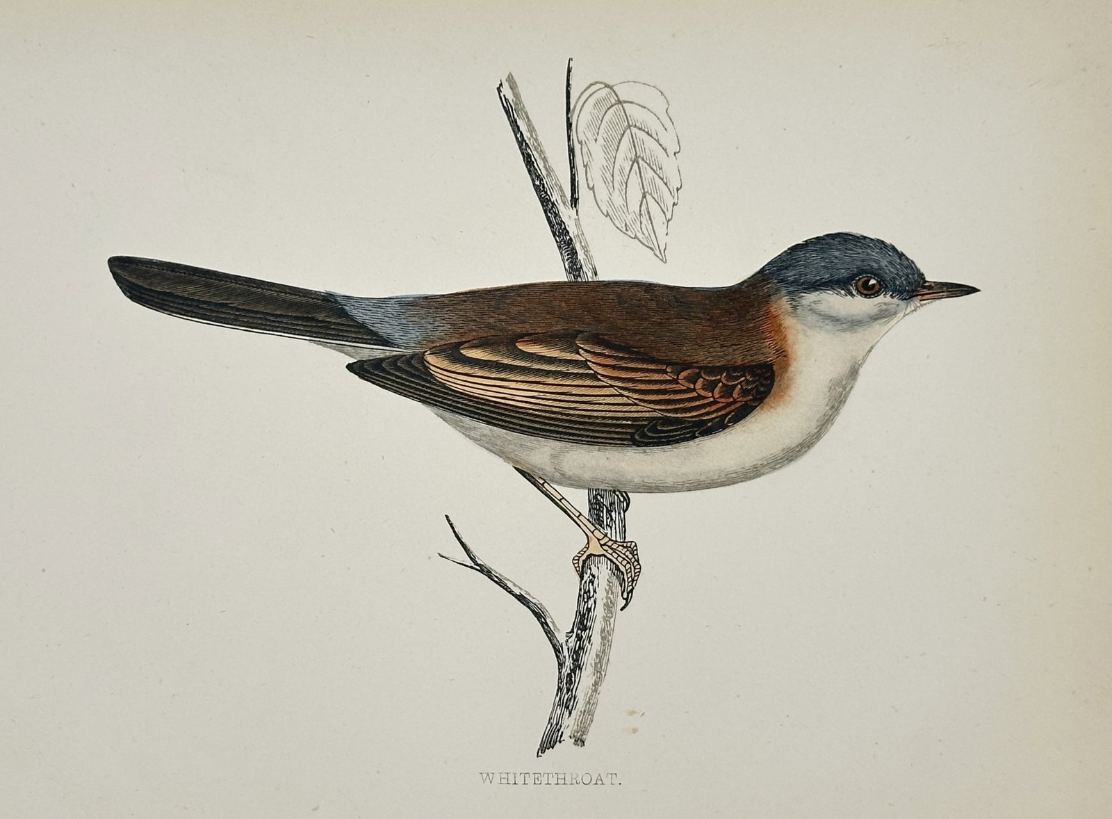 Francis Orpen Morris (1810–1893) – Whitethroat – Hand-coloured wood engraving: "Whitethroat" illustrates a single songbird perched on a slender branch, showcasing its characteristic grey-brown upperparts, reddish-brown wing feathers, and the distinct white plumage on its throat.