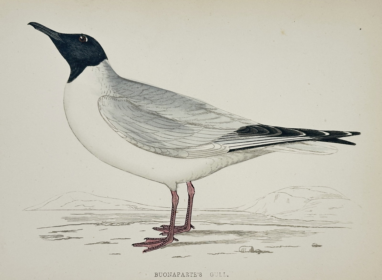 Francis Orpen Morris (1810–1893) – Bonaparte's Gull – Hand-coloured wood engraving (1 of 1)
