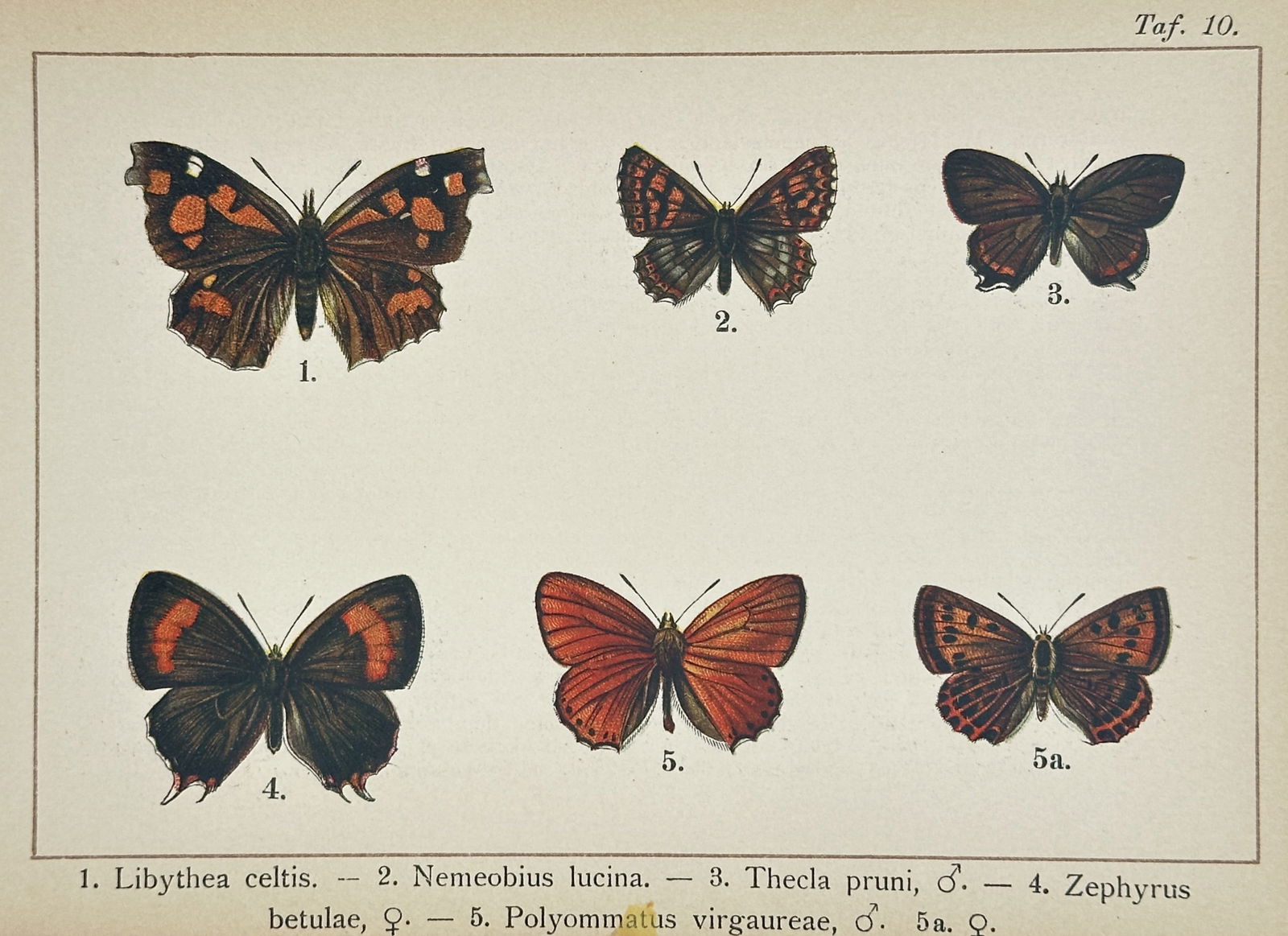 Gottfrid Adlerz (1858–1918) – Study of Butterflies: Nettle-tree Butterfly, Duke of Burgundy (1 of 2)