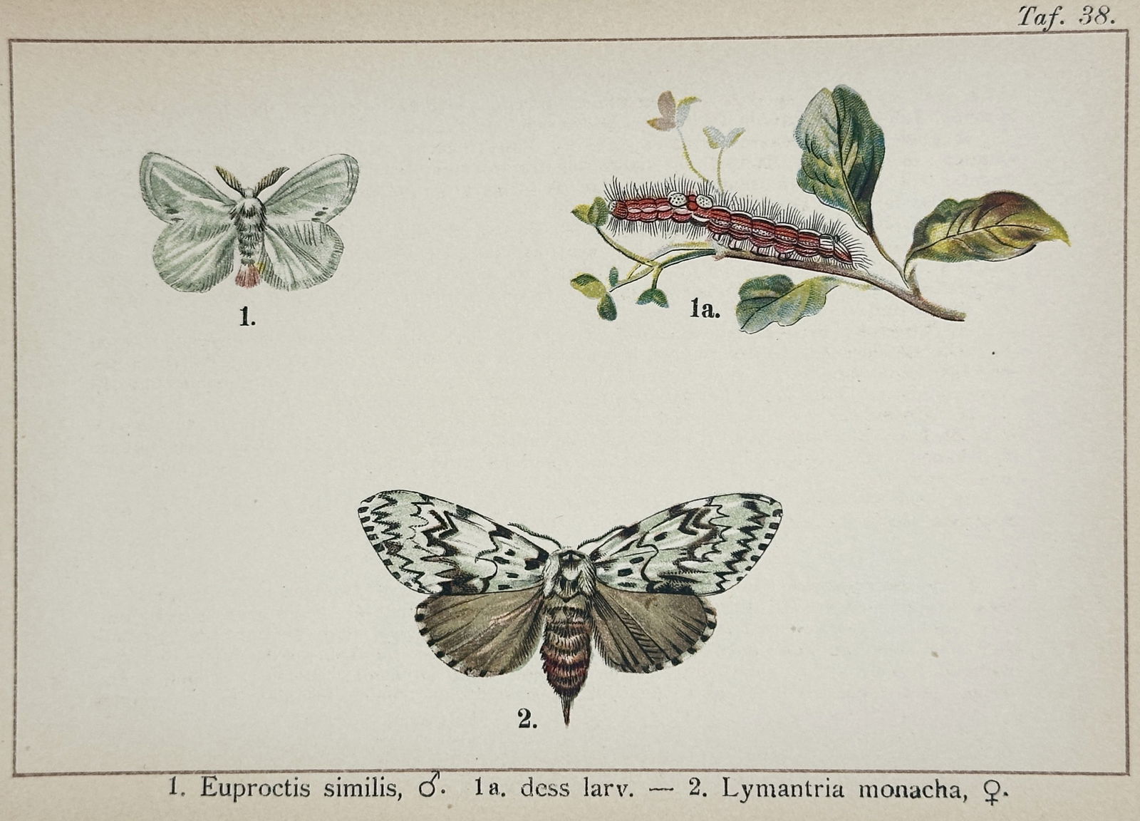 Gottfrid Adlerz (1858–1918) – Study of Yellow-tail and Black Arches Moths (1 of 2)