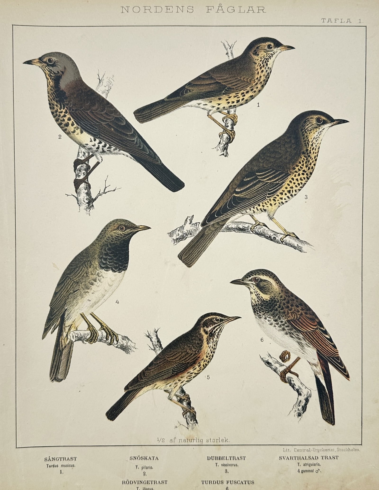 Peter Åkerlund (1811-1896) – Thrushes and Fieldfare – Hand-coloured lithograph (1867) (1 of 2)