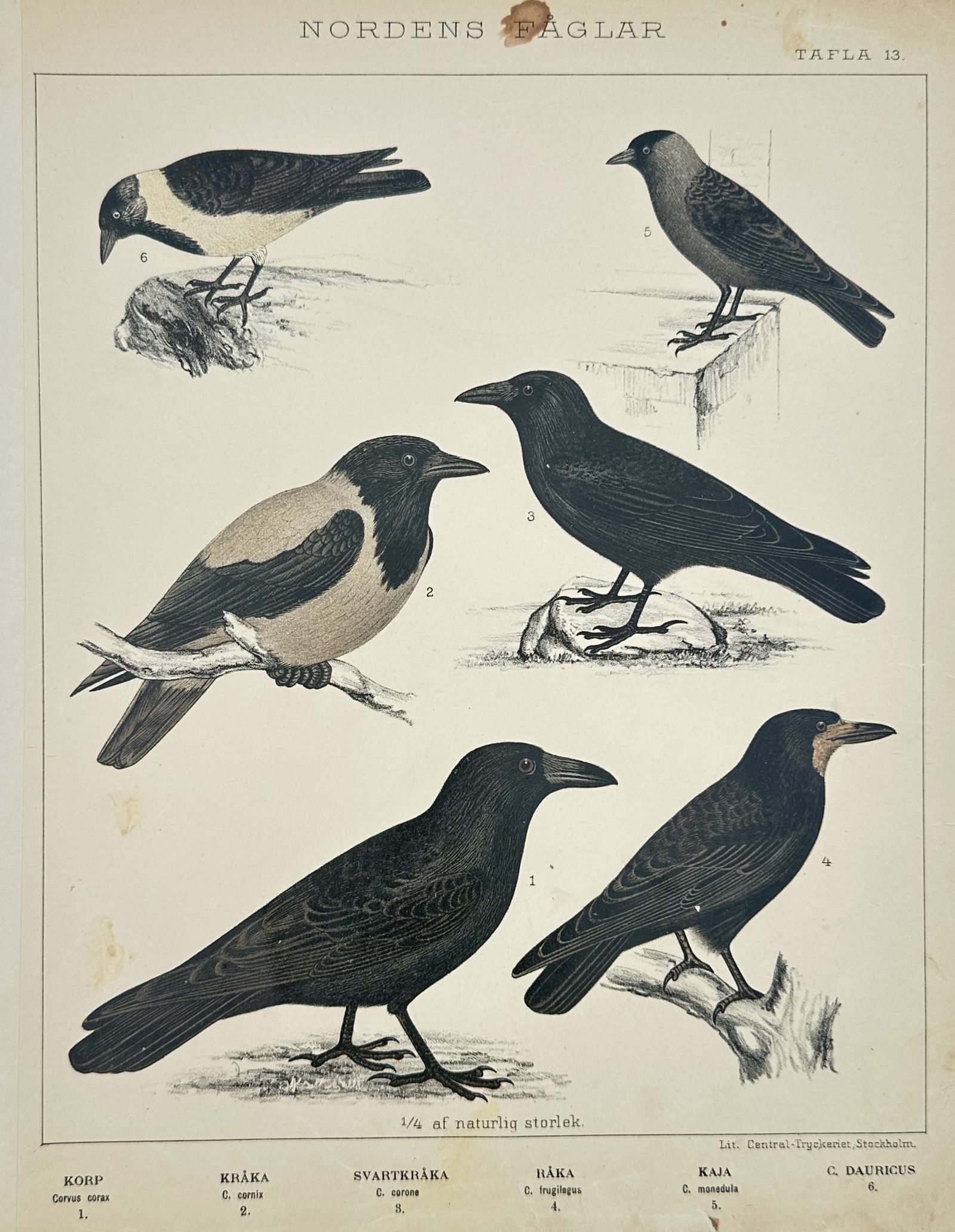 Peter Åkerlund (1811-1896) – Crows and Ravens – Hand-coloured lithograph (1867) (1 of 2)
