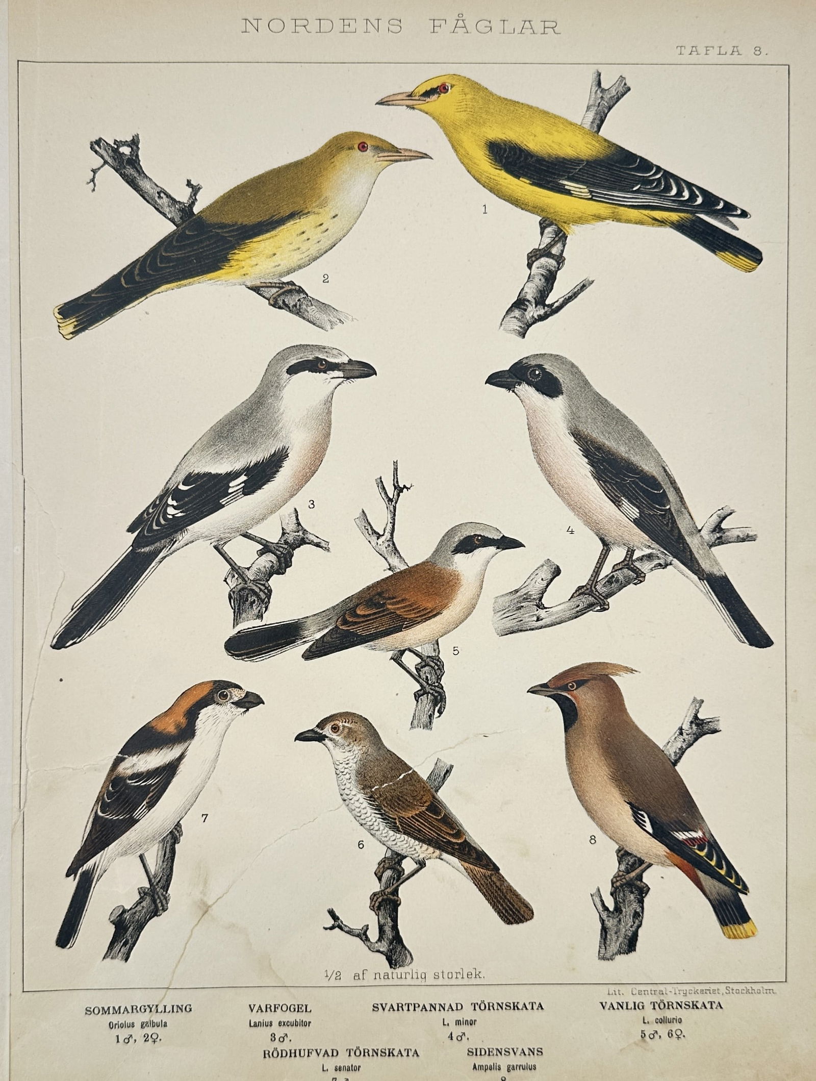 Peter Åkerlund (1811-1896) – Orioles and Shrikes – Hand-coloured lithograph (1867) (1 of 2)