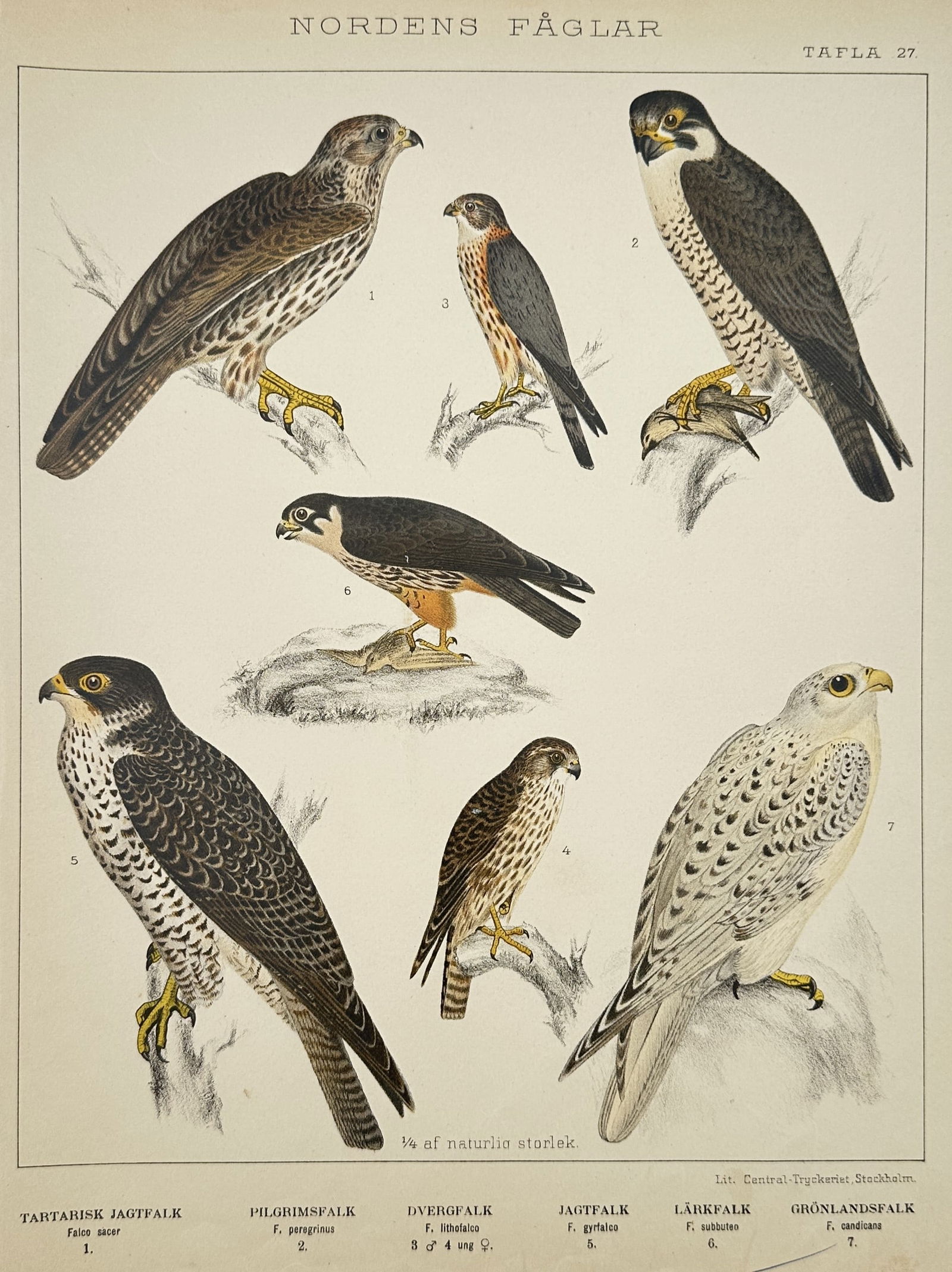 Peter Åkerlund (1811-1896) – Falcons and Hawks – Hand-coloured lithograph (1867) (1 of 2)