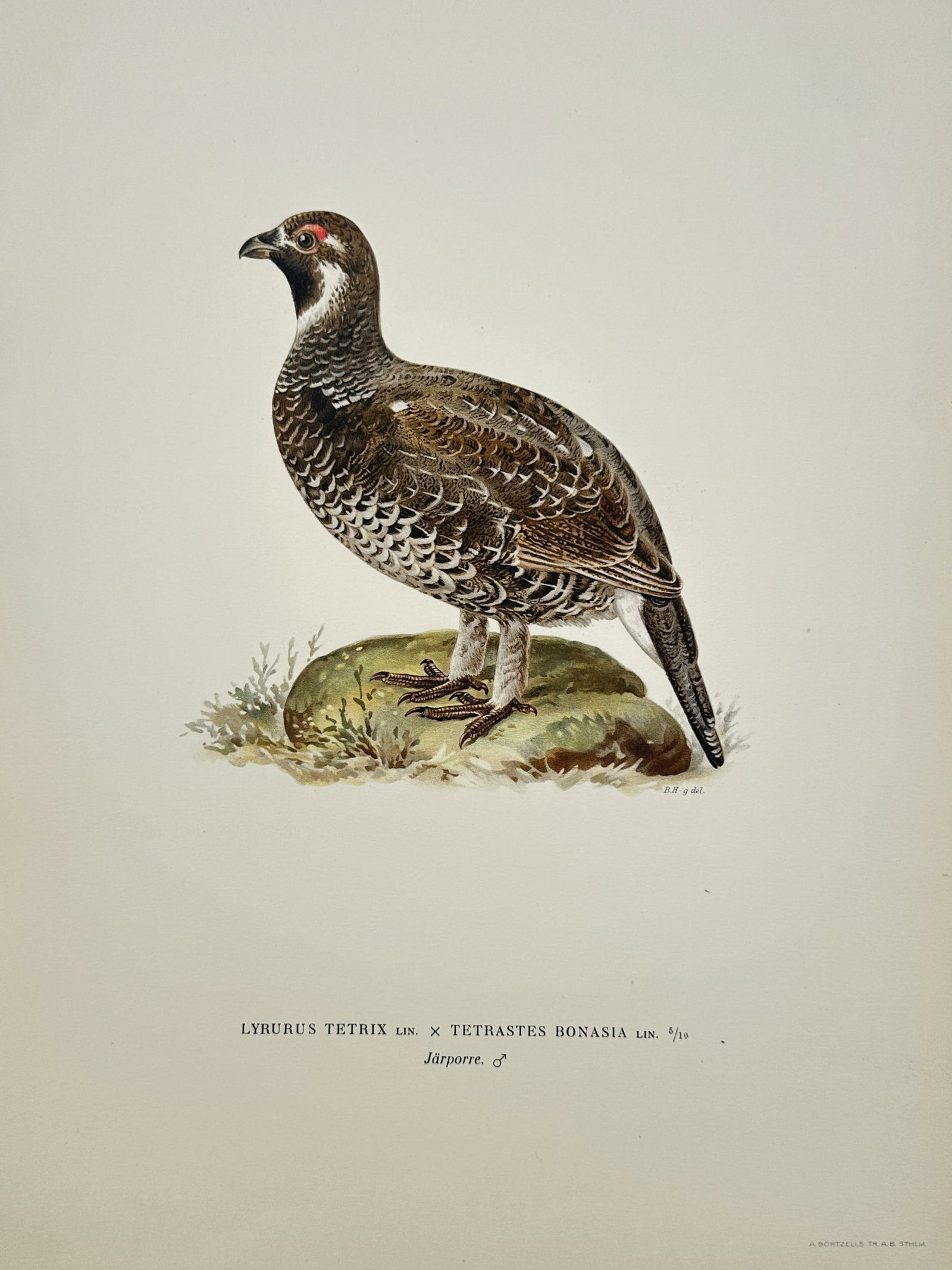 Magnus von Wright (1805-1868) – Black Grouse and Hazel Grouse Hybrid – Lithograph (1920s) (1 of 2)
