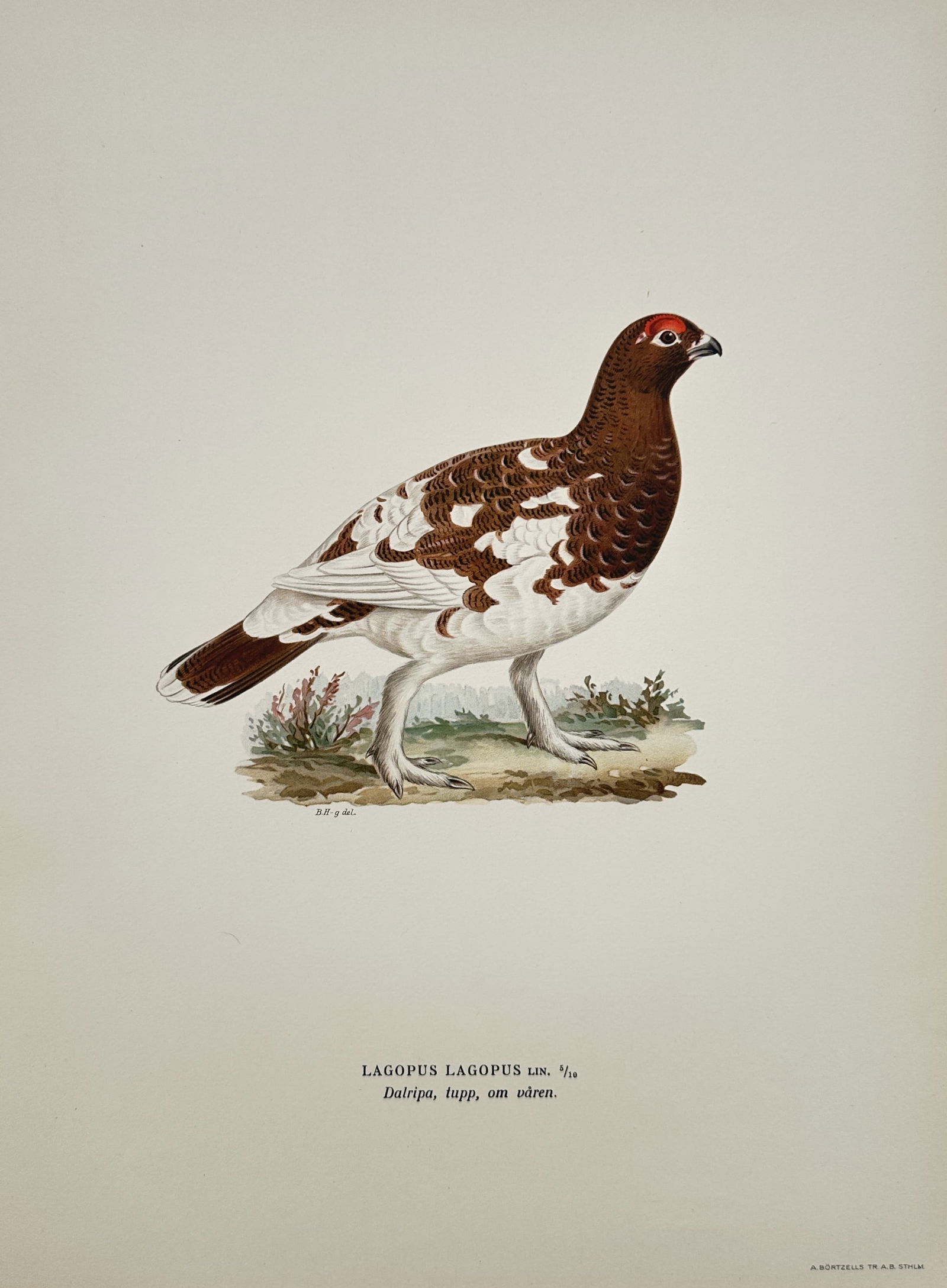 Magnus von Wright (1805-1868) – Willow Ptarmigan in Spring – Lithograph (1920s) (1 of 2)
