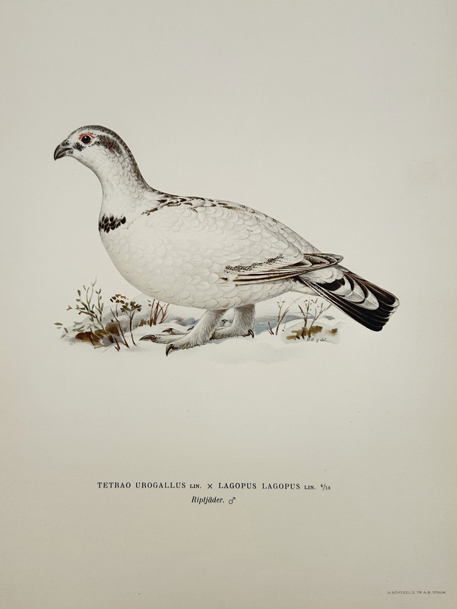 Magnus von Wright (1805-1868) – Capercaillie and Willow Ptarmigan Hybrid – Lithograph (1920s): "Tetrao urogallus x Lagopus lagopus" depicts a hybrid bird, resulting from the cross of a western capercaillie and a willow ptarmigan, standing in a snowy landscape with sparse vegetation. This lithog