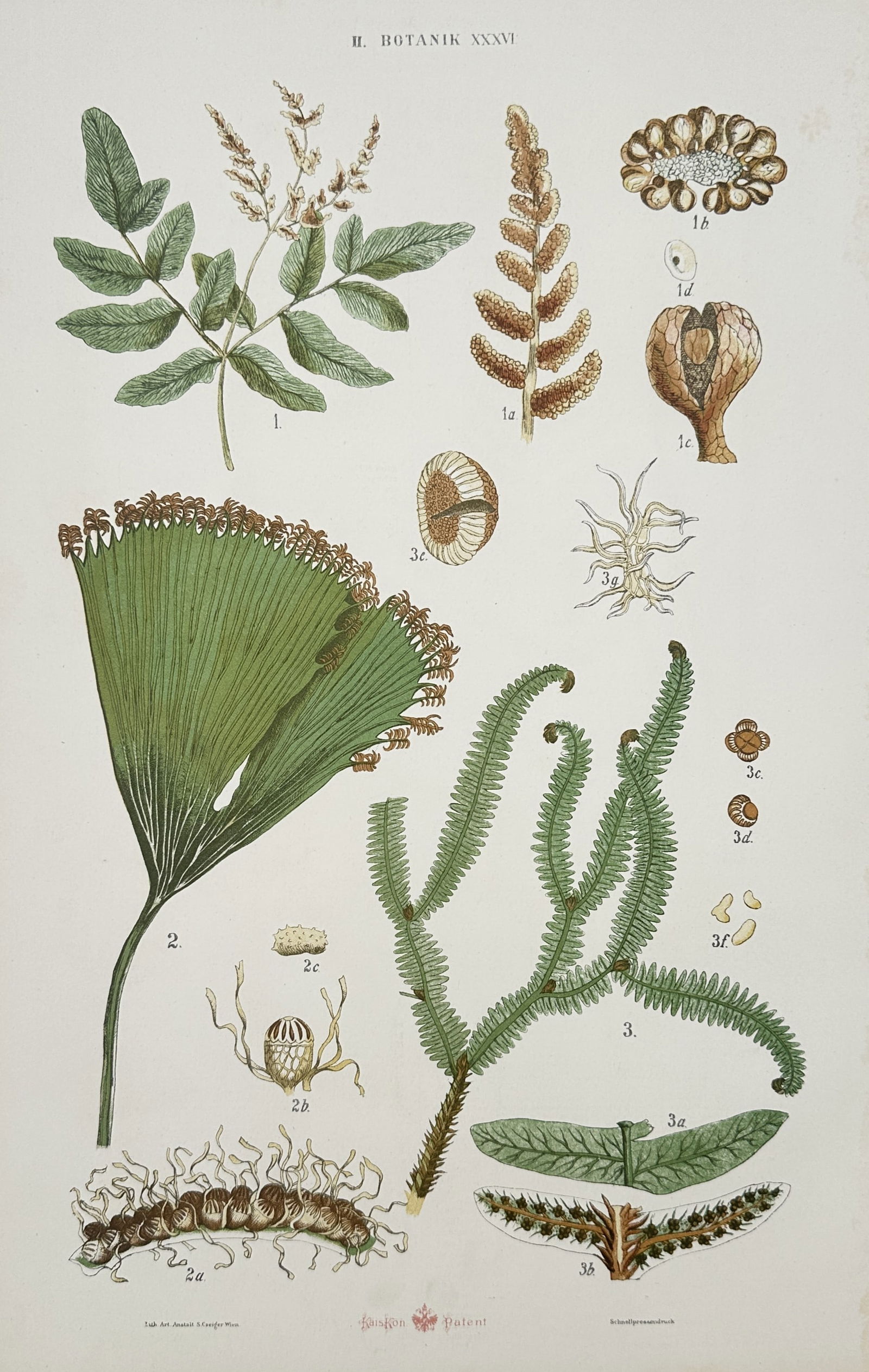 Gustav von Hayek (1836-1911) – Study of Ferns and Clubmosses – Large Folio (1 of 2)