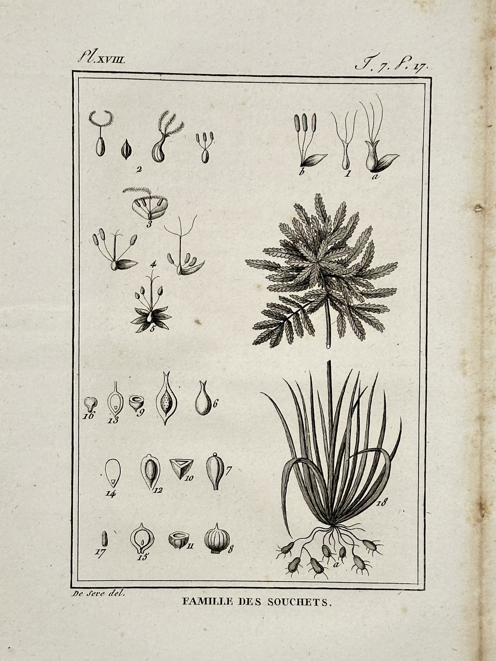 Jacques de Sève (active 1742–1788) – Sedge Family Botanical Study – Copper engraving (1799) (1 of 2)