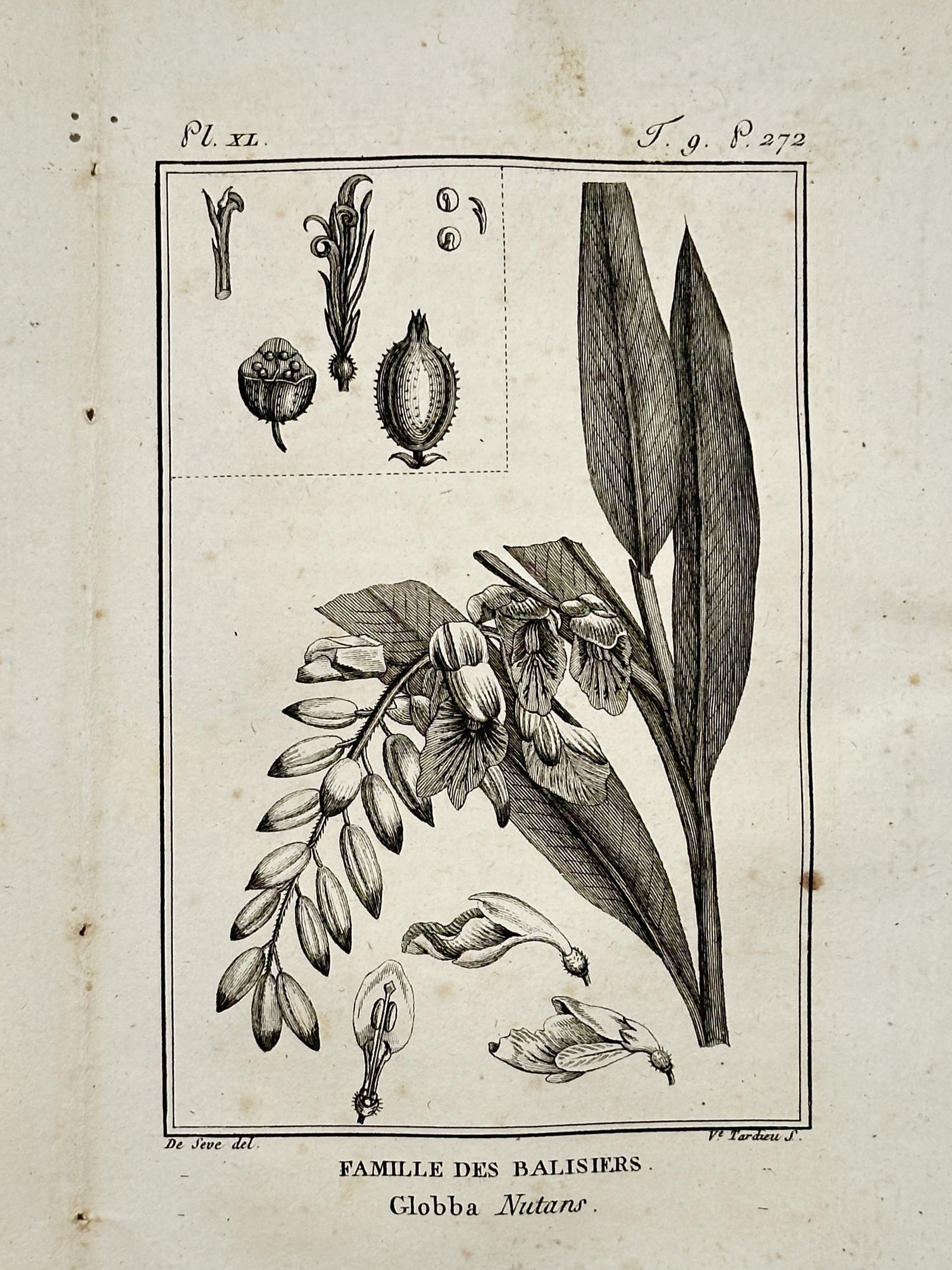 Jacques de Sève (active 1742–1788) – Ginger Family Botanical Study – Copper engraving (1799) (1 of 2)