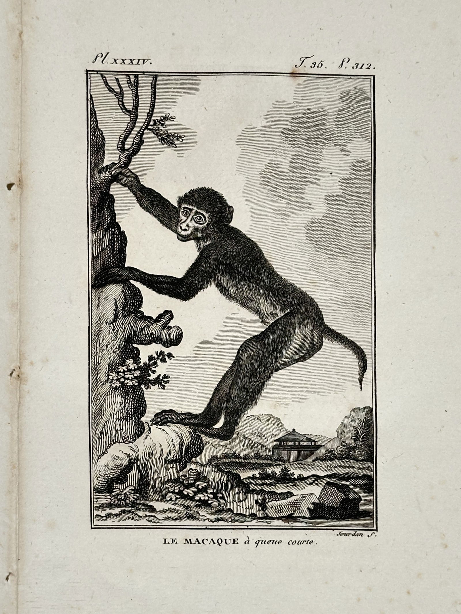 Jacques de Sève (active 1742–1788) – Short-tailed Macaque – Copper engraving (1799) (1 of 2)