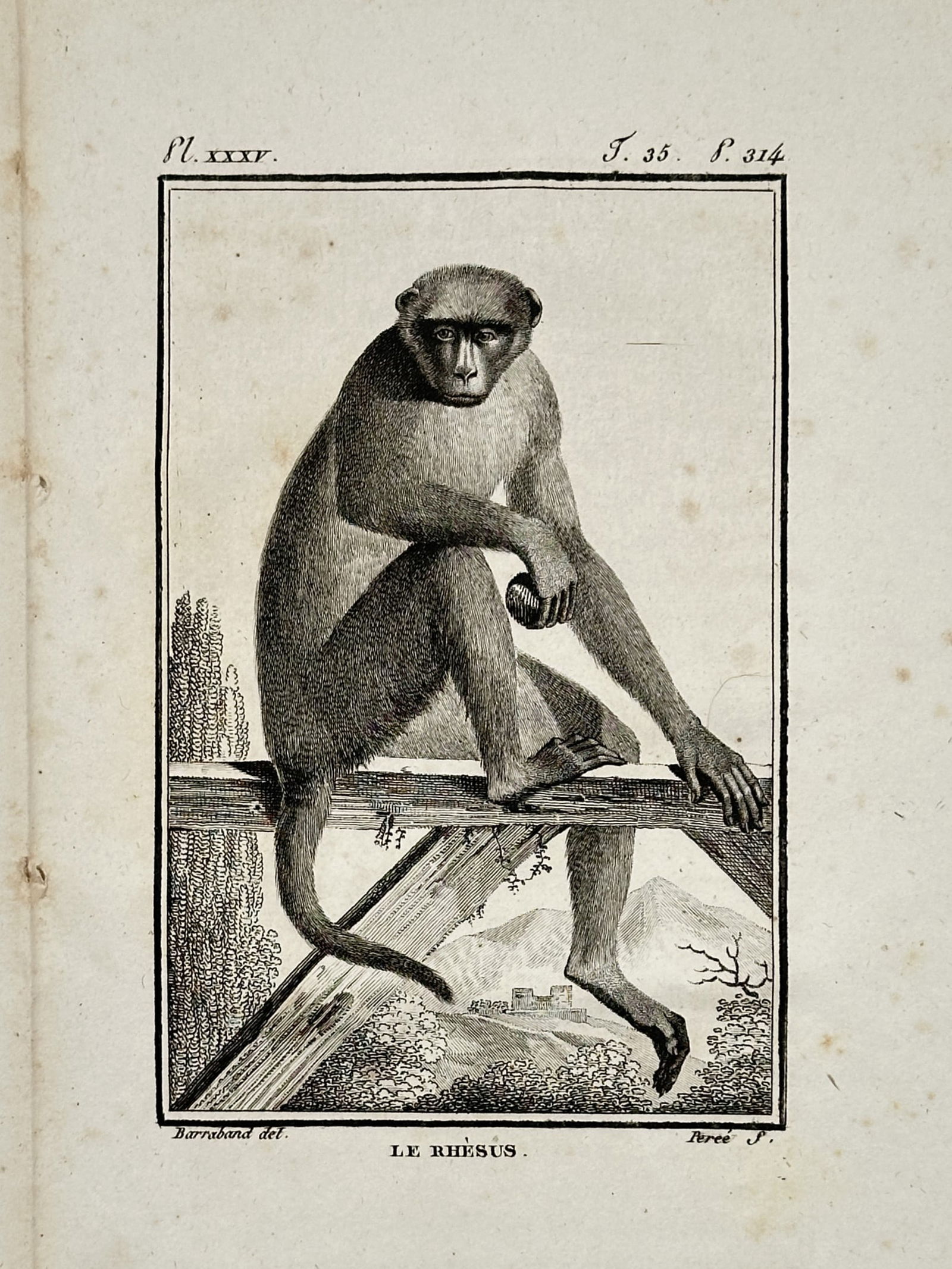 Jacques de Sève (active 1742–1788) – Rhesus Macaque – Copper engraving (1799) (1 of 2)