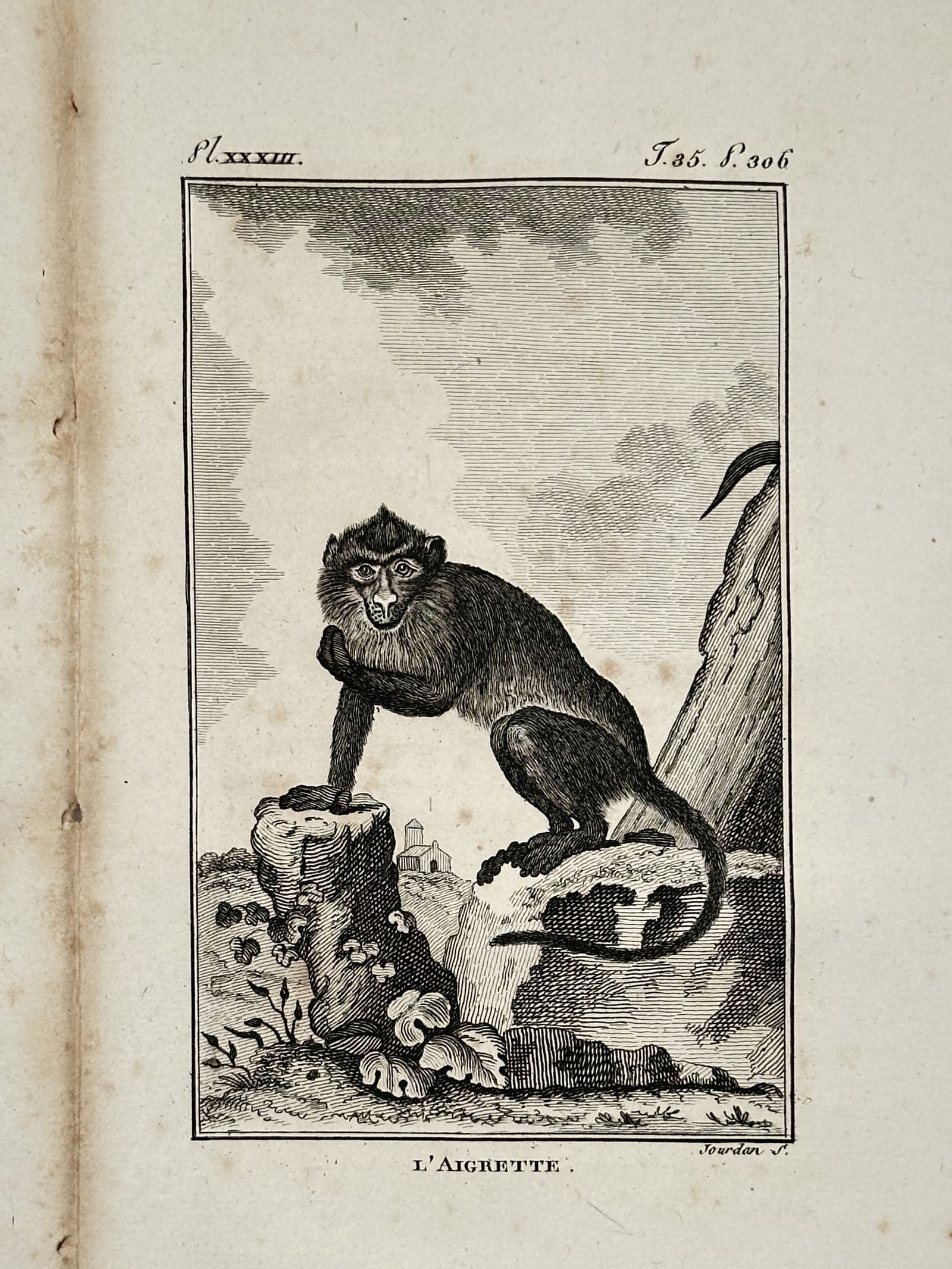 Jacques de Sève (active 1742–1788) – Crab-eating Macaque – Copper engraving (1799) (1 of 2)