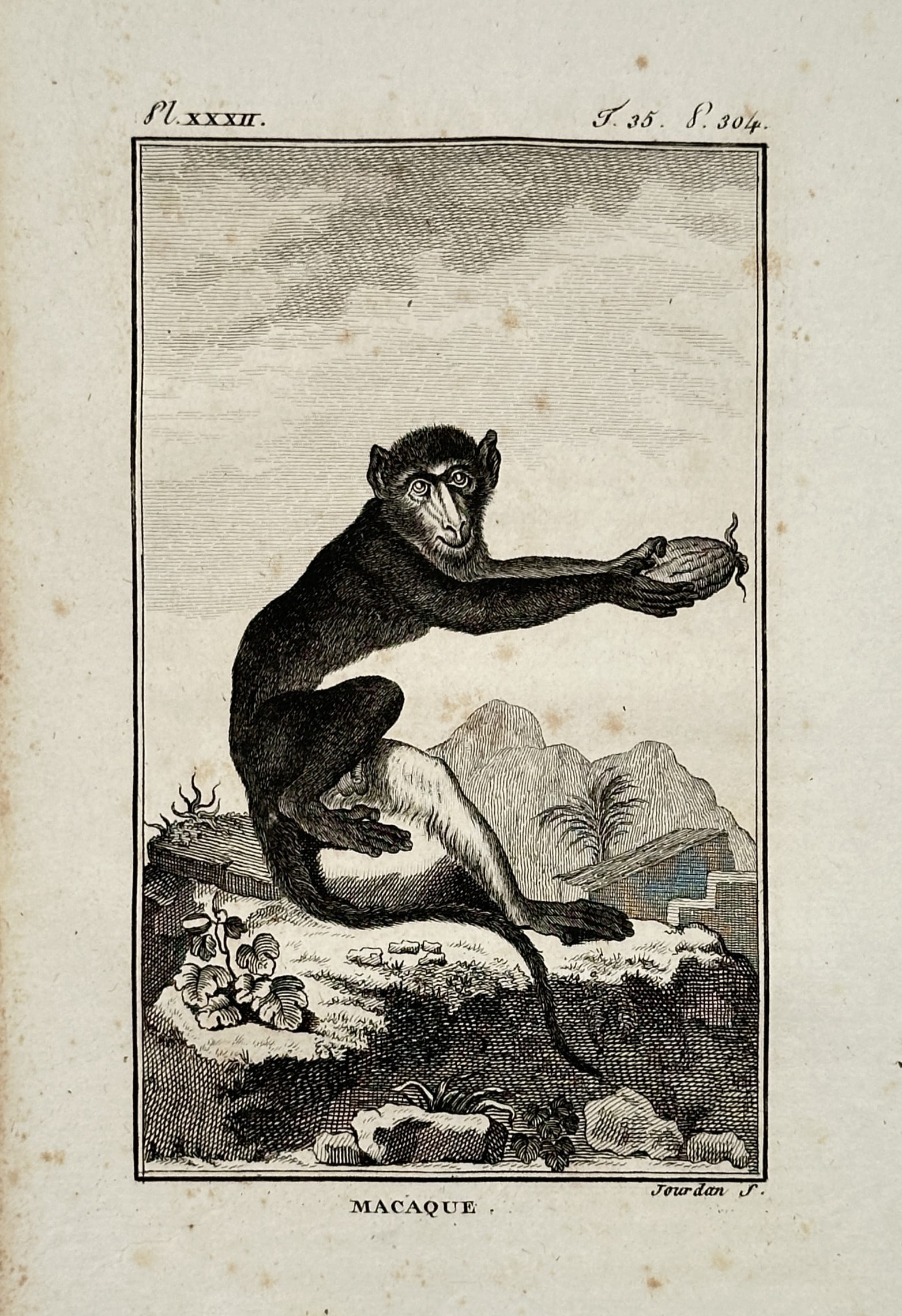 Jacques de Sève (active 1742–1788) – Crab-eating Macaque with Fruit – Copper engraving (1799) (1 of 2)