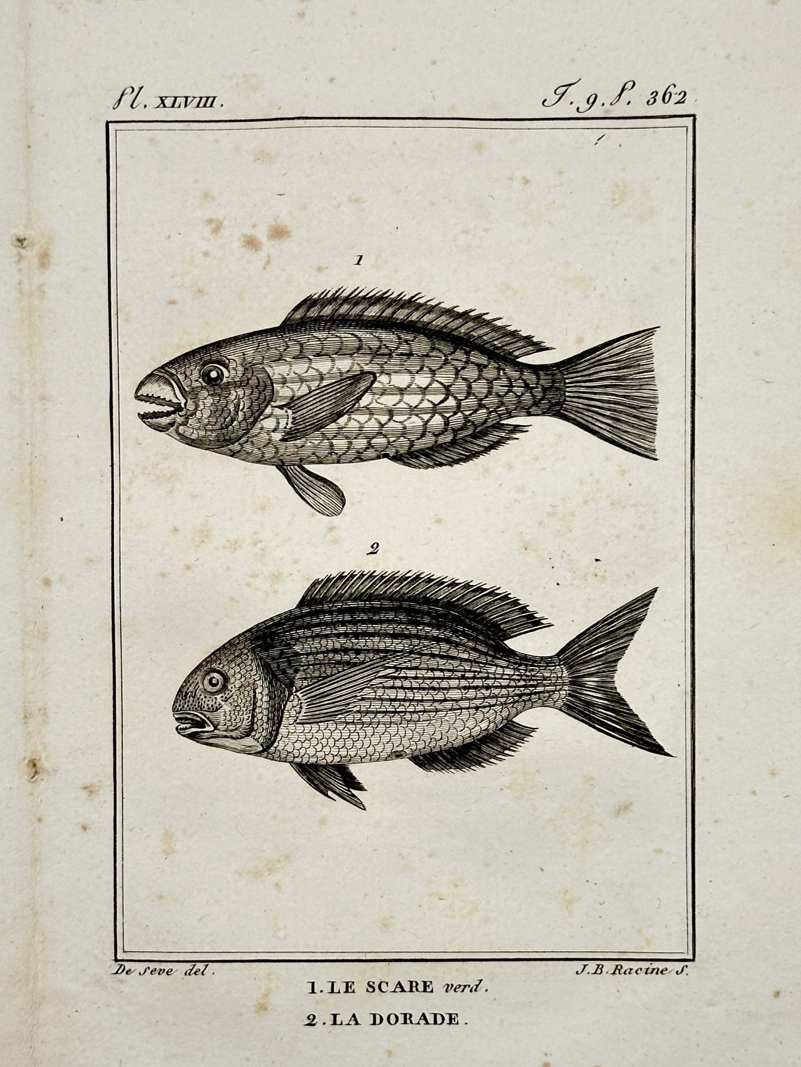 Jacques de Sève (active 1742–1788) – Study of Parrotfish and Gilt-head Bream (1 of 2)