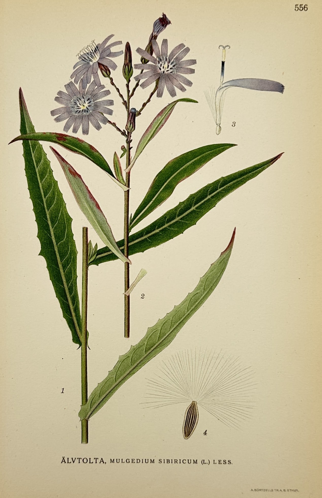 Carl Lindman (1856-1928) – Study of Siberian Lettuce – Lithograph (1901-1905): "Alvtolta, Mulgedium sibiricum (L.) Less." depicts a botanical study of the Siberian lettuce, featuring its lance-shaped, serrated leaves and a cluster of violet-blue composite flower heads. The illus