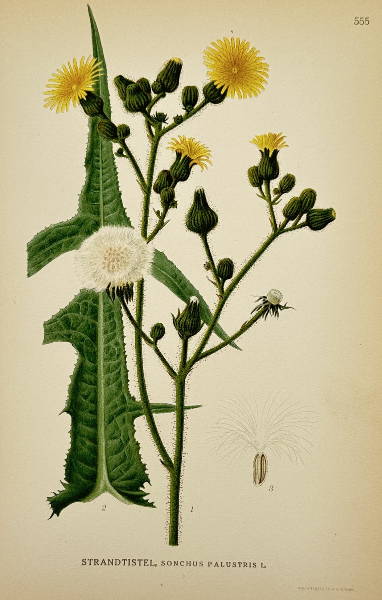 Carl Lindman (1856-1928) – Study of Marsh Sow-thistle – Lithograph (1901-1905) (1 of 2)