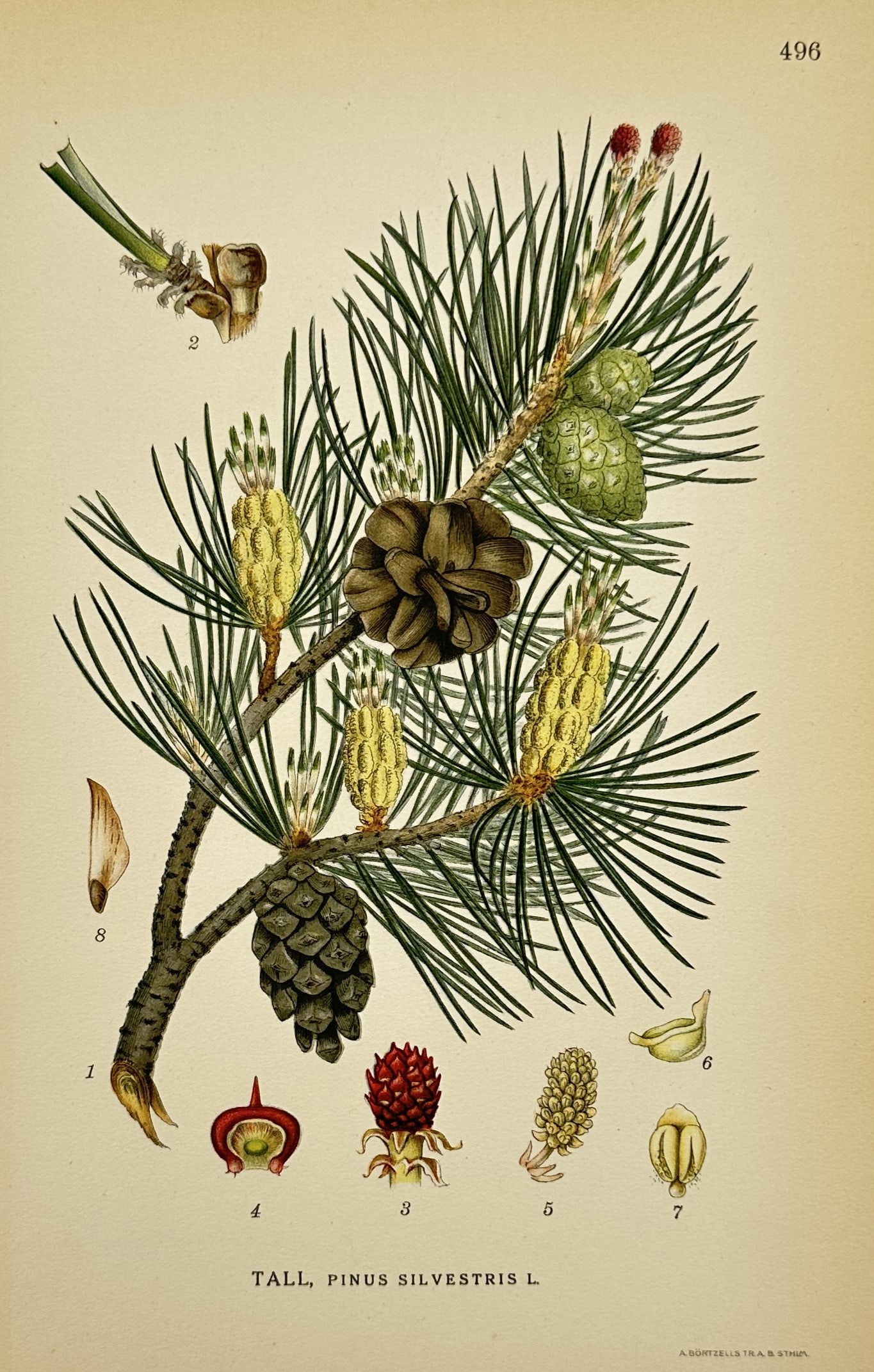 Carl Lindman (1856–1928) – Study of Scots Pine – Lithograph (1901–1905): "Tall, Pinus silvestris L." depicts a comprehensive botanical study of the Scots pine, featuring a branch laden with needle-like leaves, young green cones, and a mature, open woody cone. The plate ill