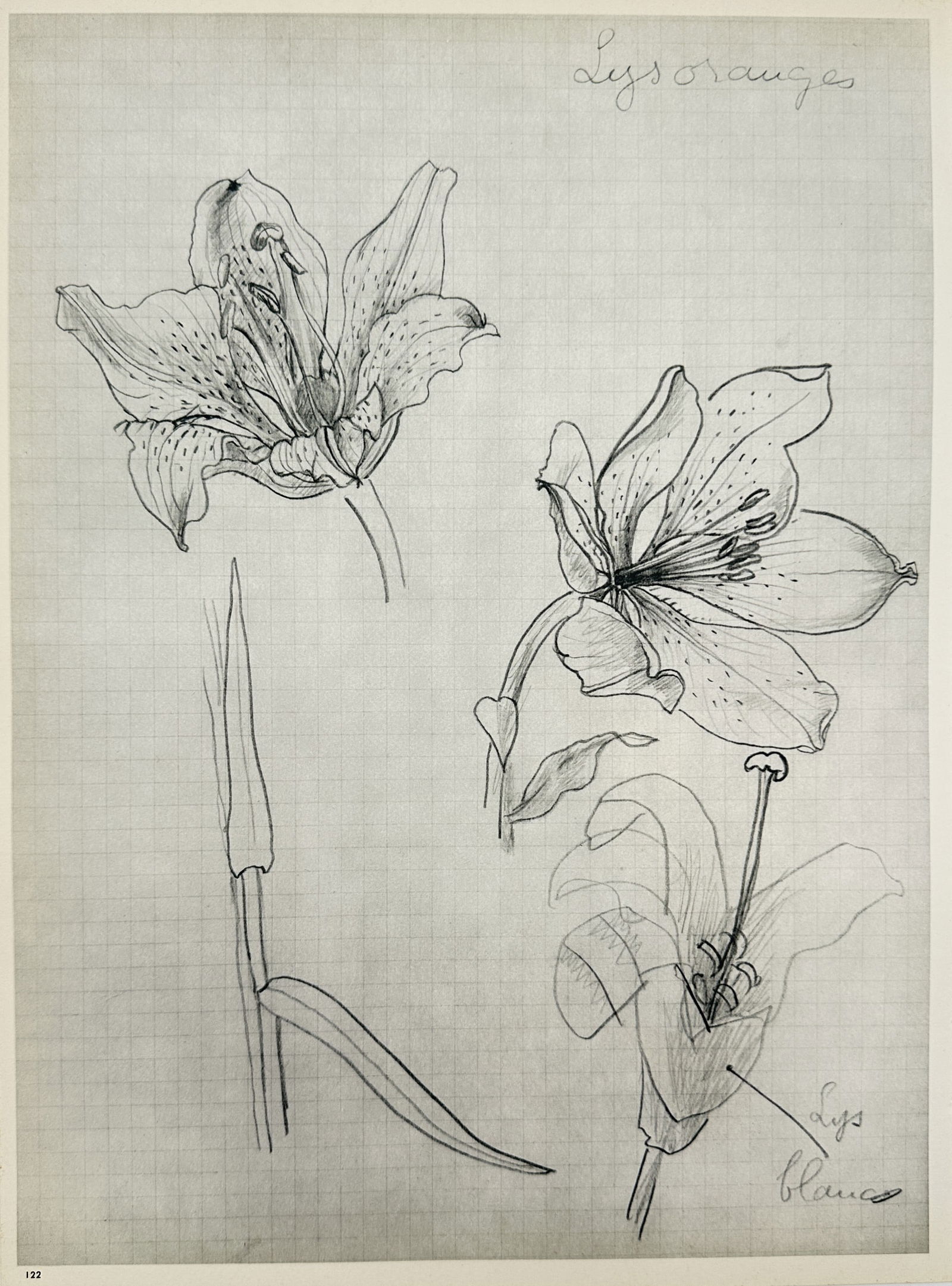 Georges Braque (1882–1963), after – Botanical Sketches – Offset print (20th Century): "Lys oranges". This work features a series of delicate pencil sketches on a grid-paper background, depicting detailed studies of lily flowers including "lys oranges" (orange lilies) and "lys blancs" (