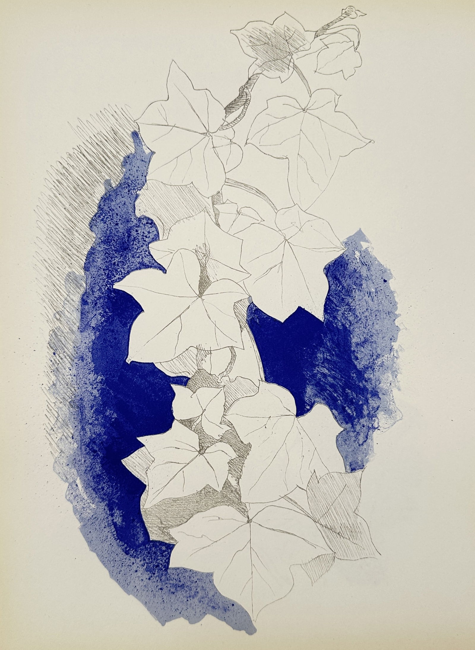 Georges Braque (1882–1963), after – Ivy Branch – Offset print (20th Century): "Lierre". This work features a delicate line drawing of an ivy branch with several lobed leaves, set against a textured blue background wash with fine cross-hatched details. The composition is from th