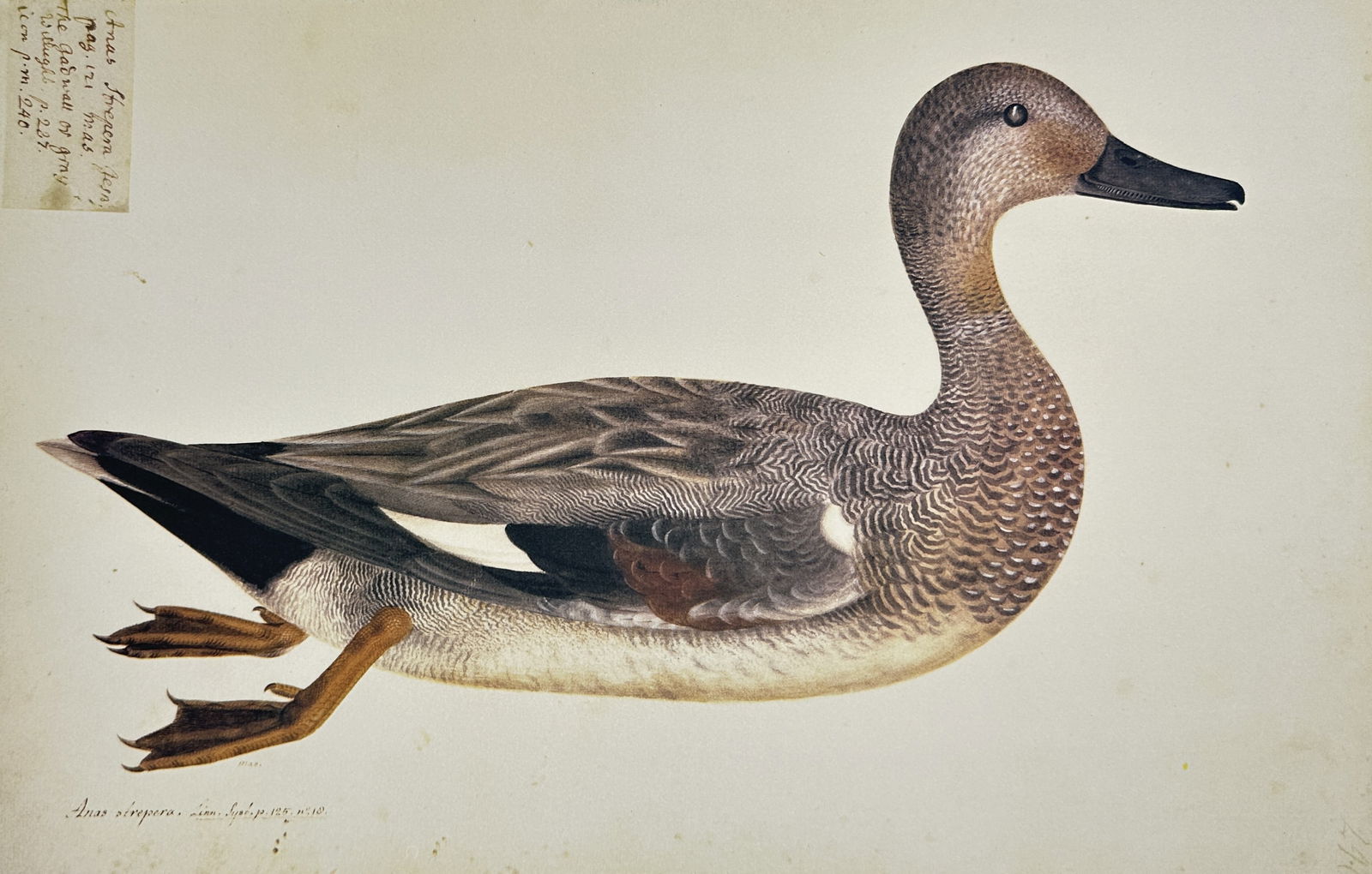 Olof Rudbeck the Younger (1660–1740) – The Gadwall Duck – Facsimile print (20th Century) (1 of 2)