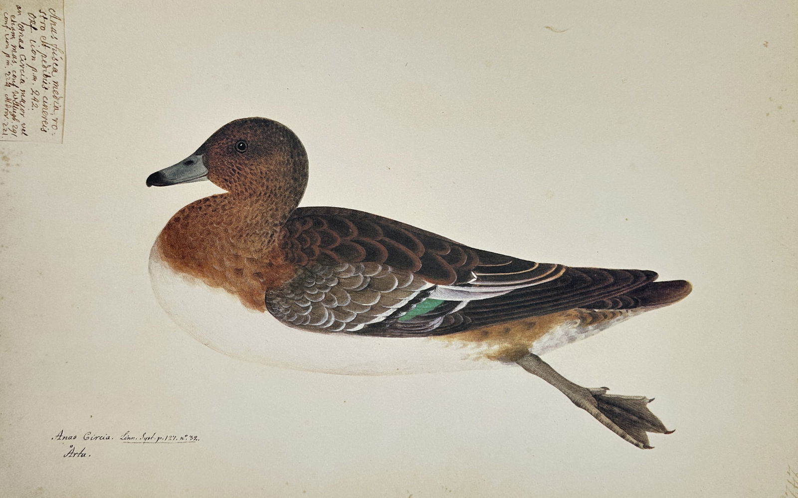 Olof Rudbeck the Younger (1660–1740) – The Wigeon Duck – Facsimile print (20th Century) (1 of 2)