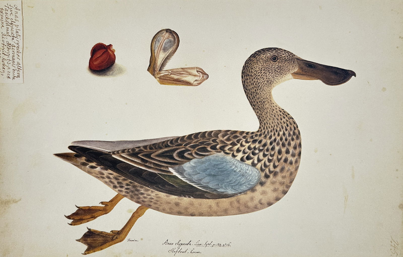 Olof Rudbeck the Younger (1660–1740) – The Northern Shoveler – Facsimile print (20th Century) (1 of 2)
