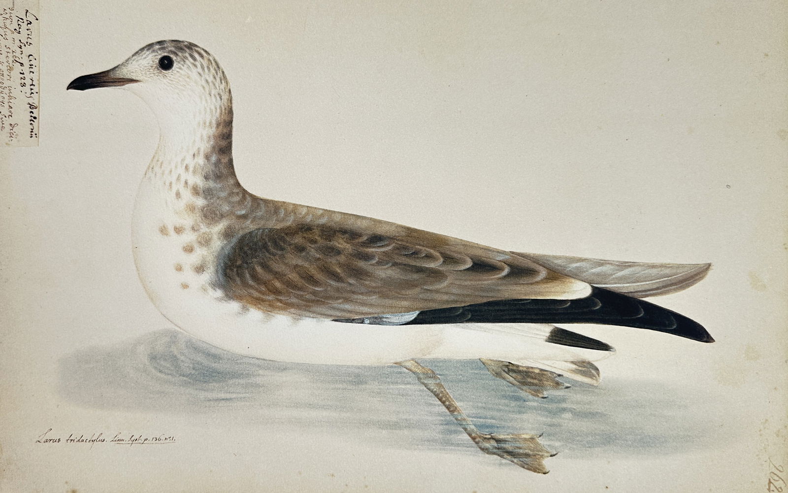 Olof Rudbeck the Younger (1660–1740) – The Black-legged Kittiwake – Facsimile print (20th (1 of 2)